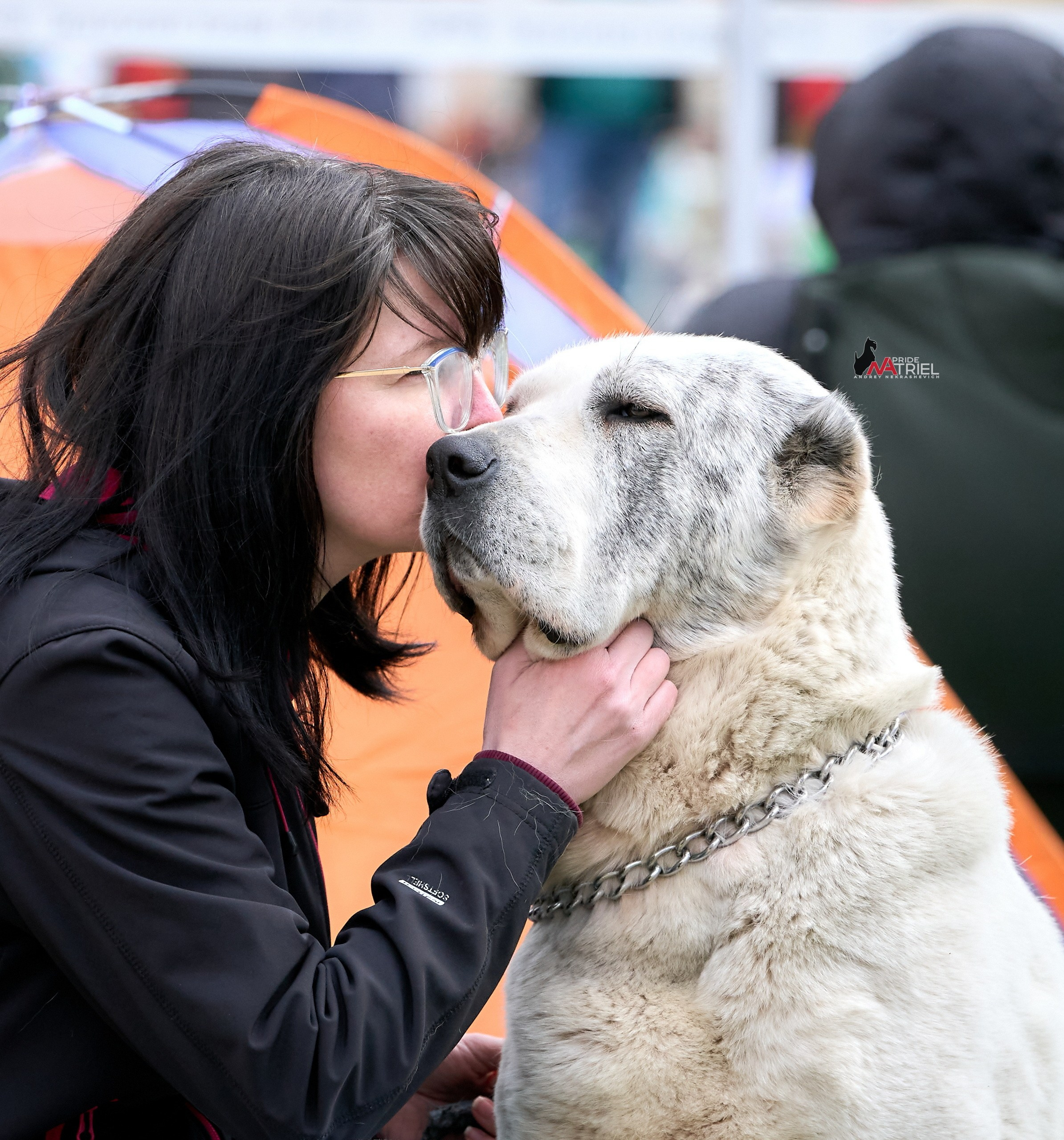 Собаки и Люди — галерея NATRIEL