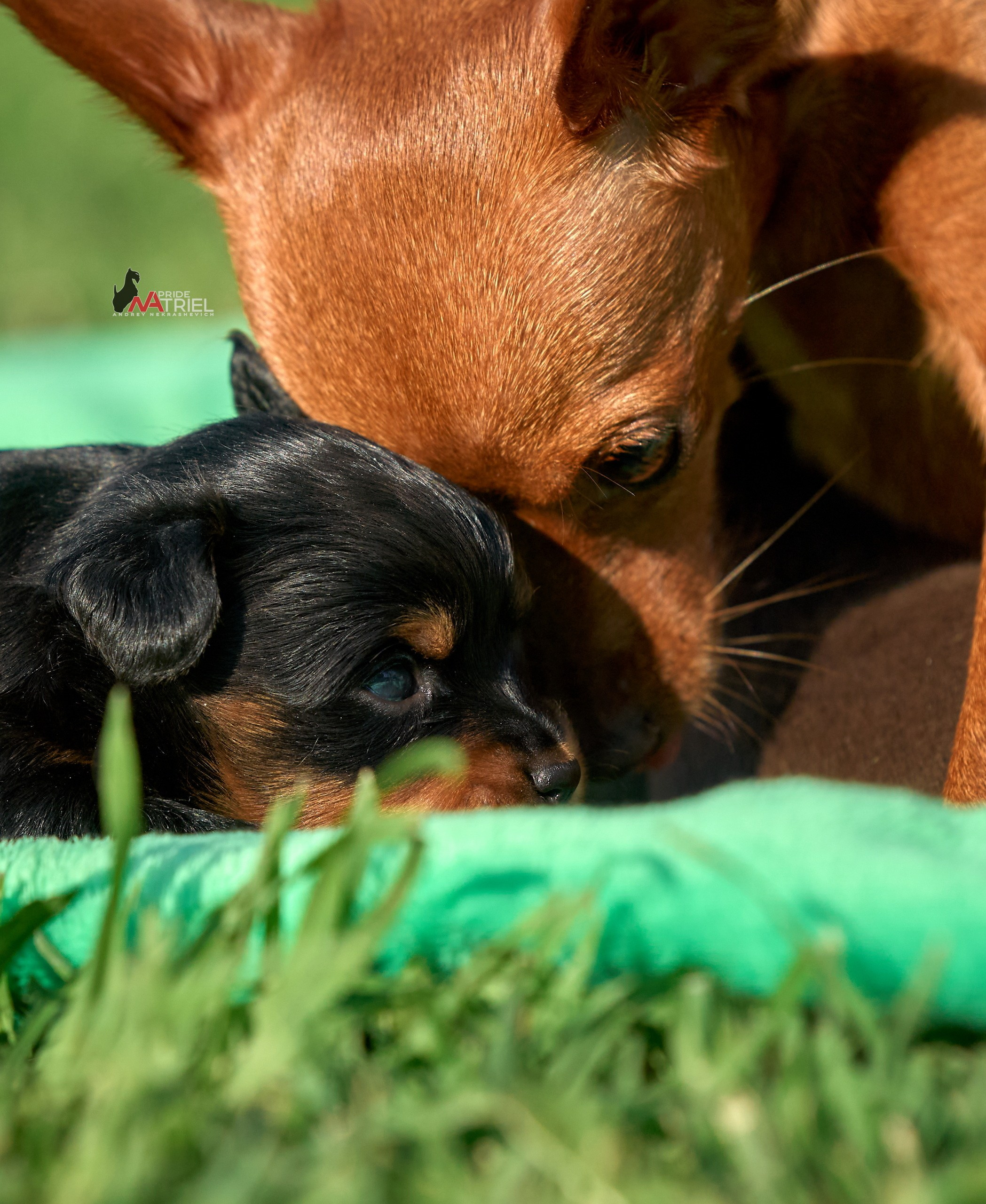 Щенки на прогулке — галерея NATRIEL