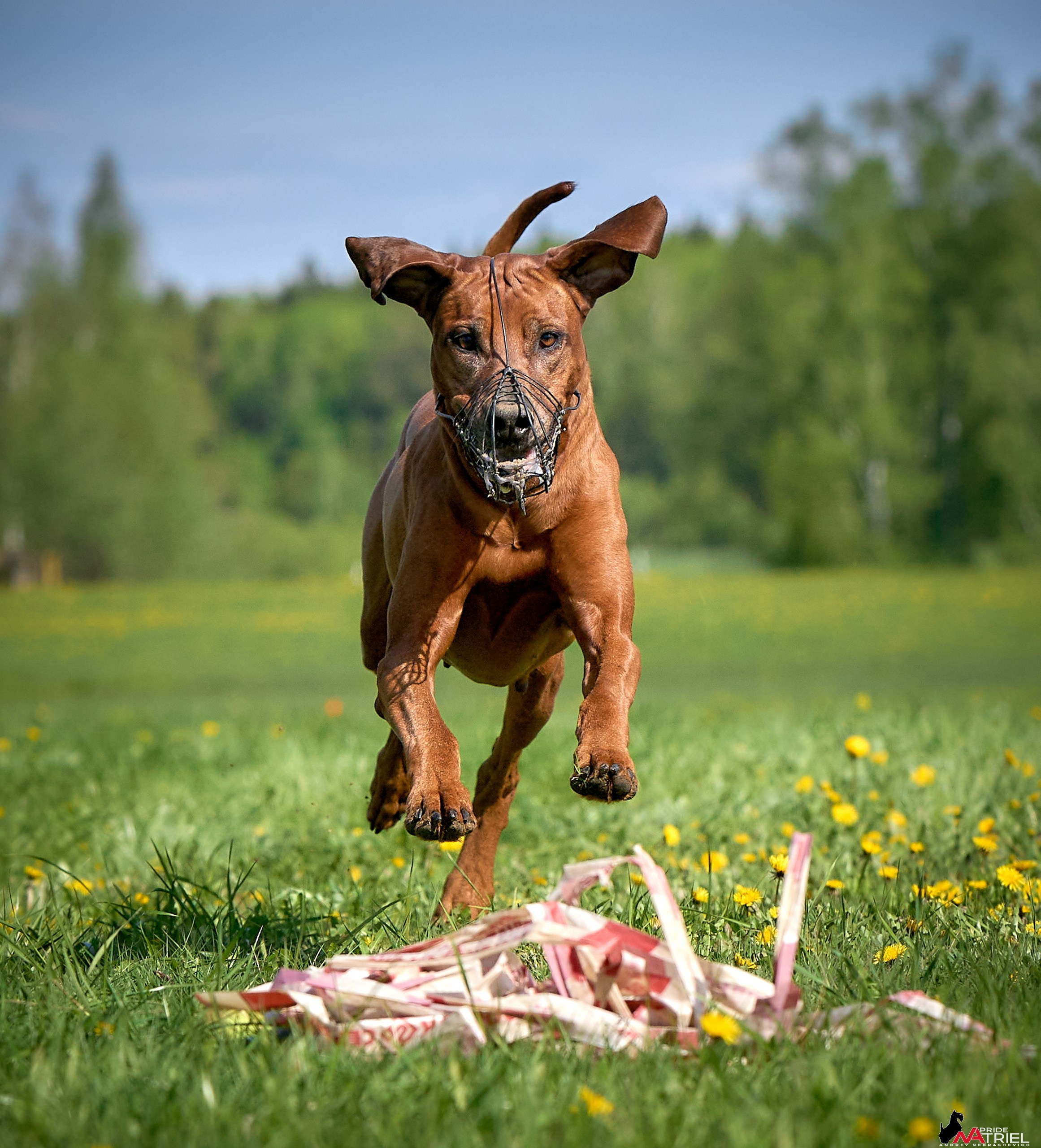 Съемка курсинг — галерея NATRIEL
