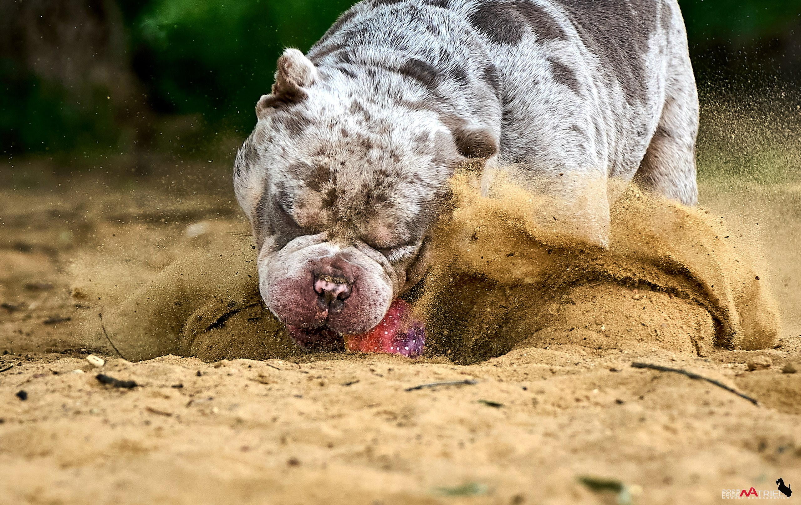 Съемка собак породы булли на природе