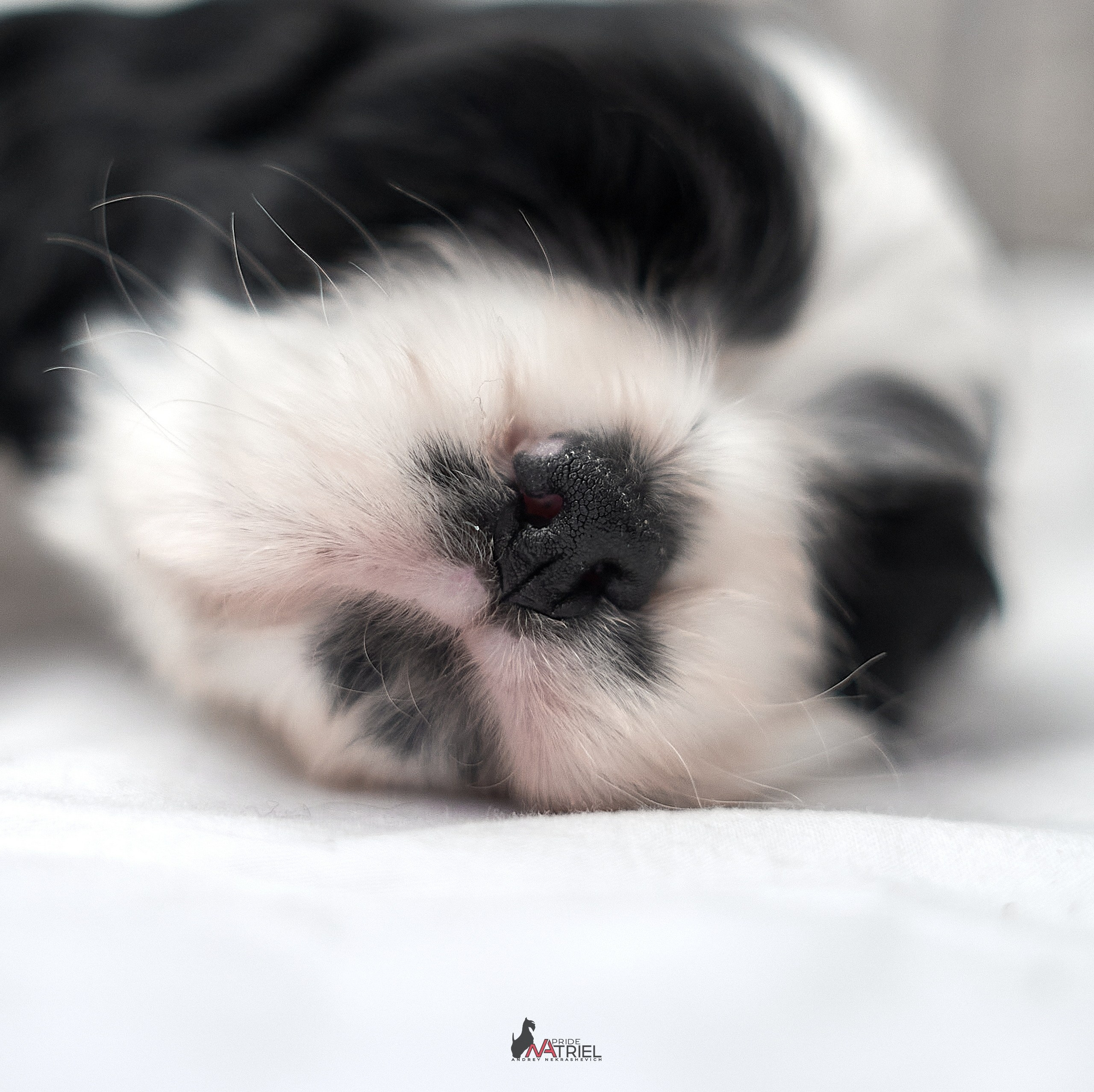 Щенки дома — галерея NATRIEL