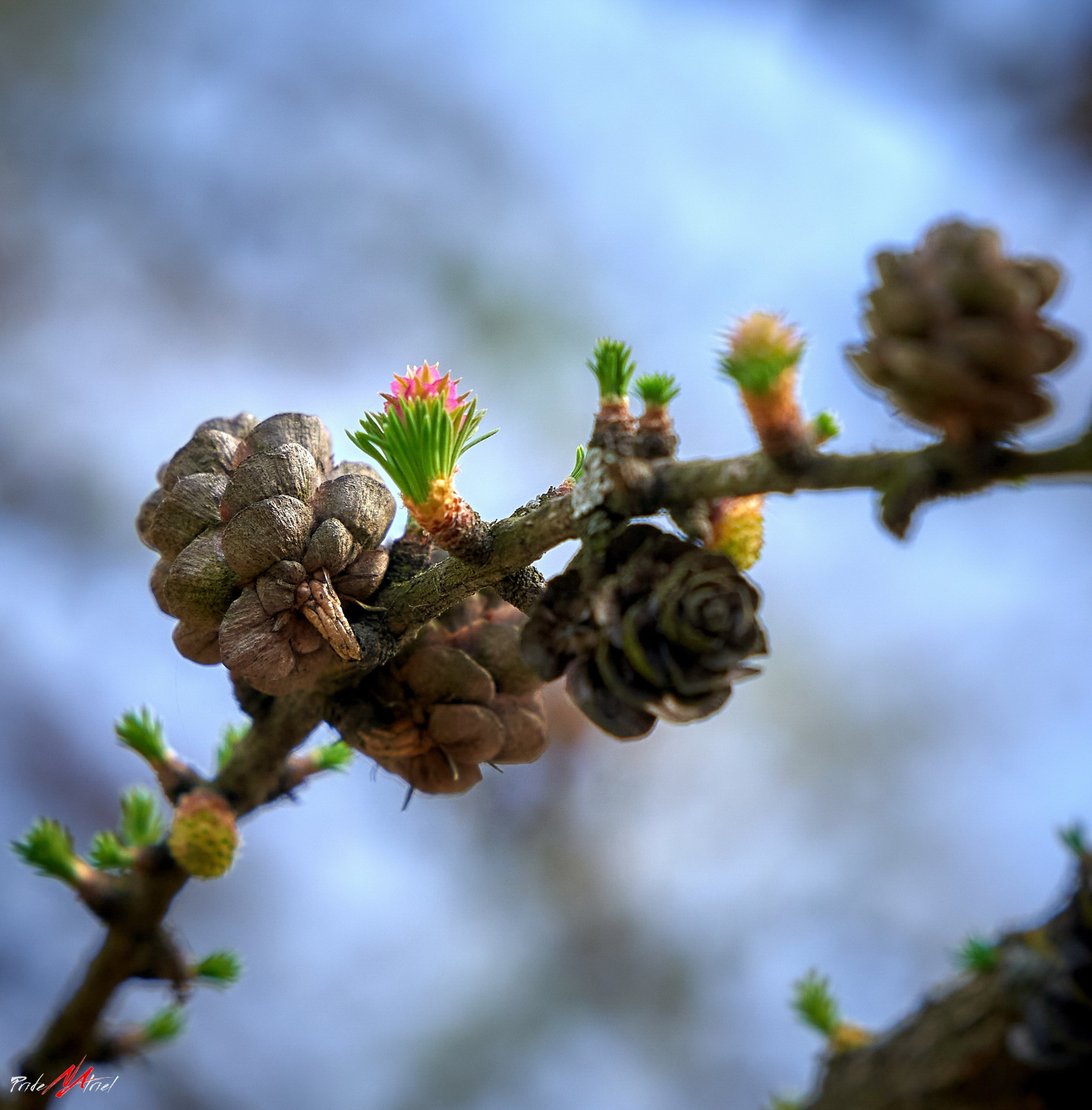 Лютики-цветочки — галерея NATRIEL