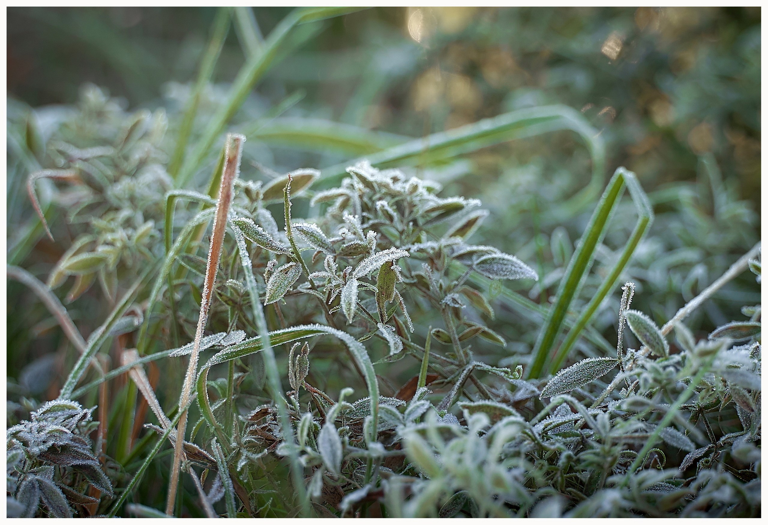 Лютики-цветочки — галерея NATRIEL