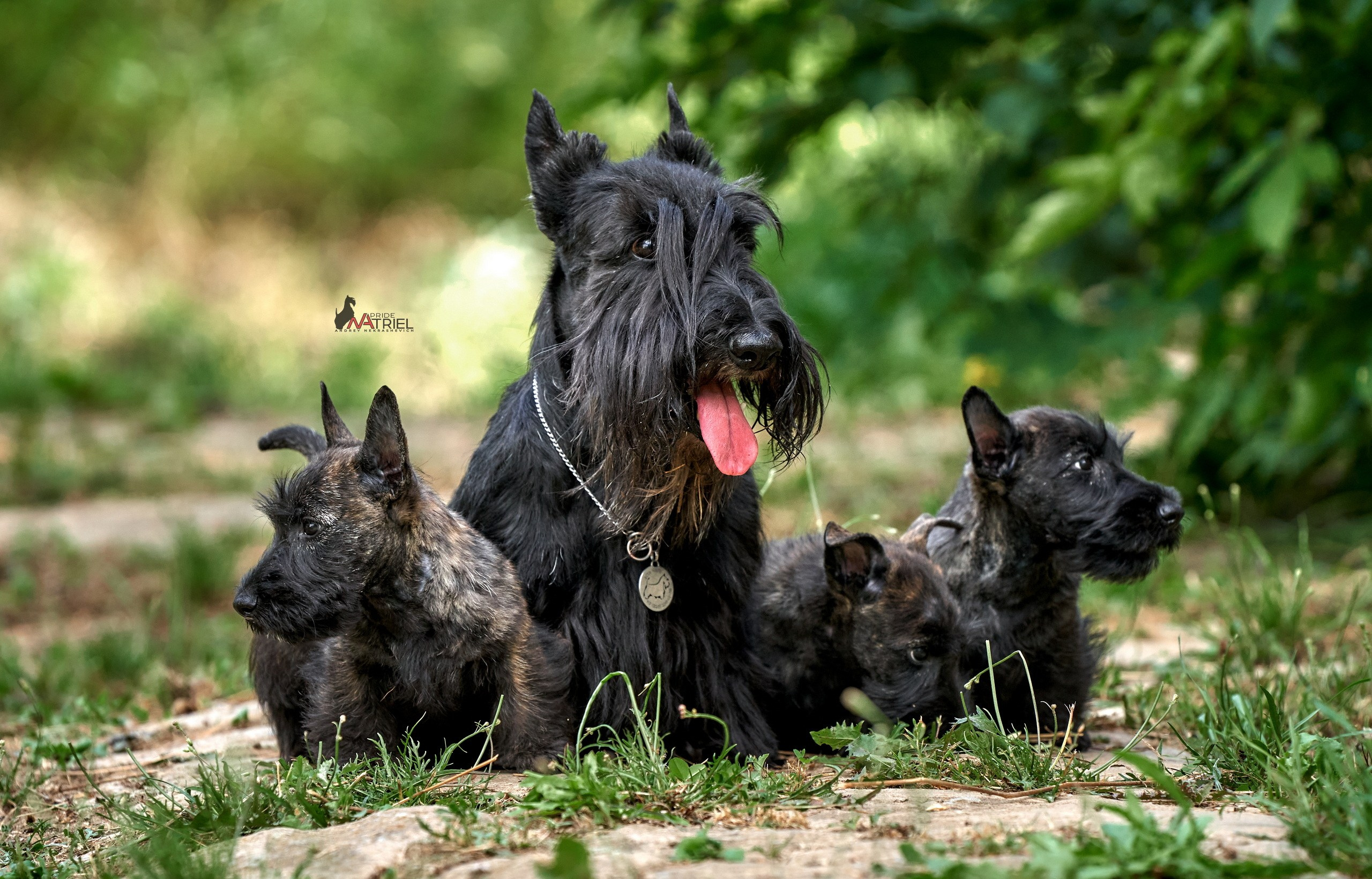 Щенки на прогулке — галерея NATRIEL
