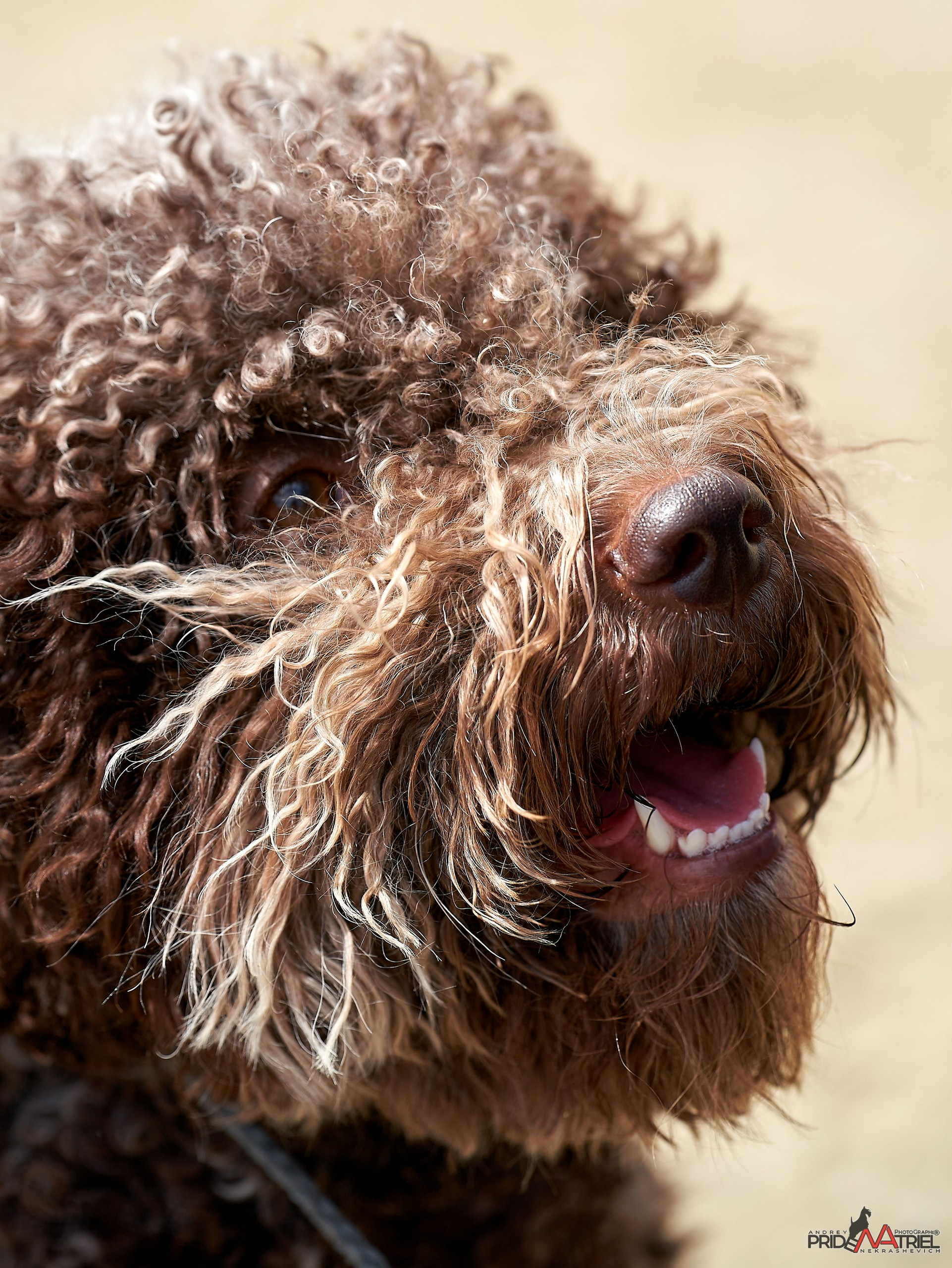 Портреты собак — галерея NATRIEL