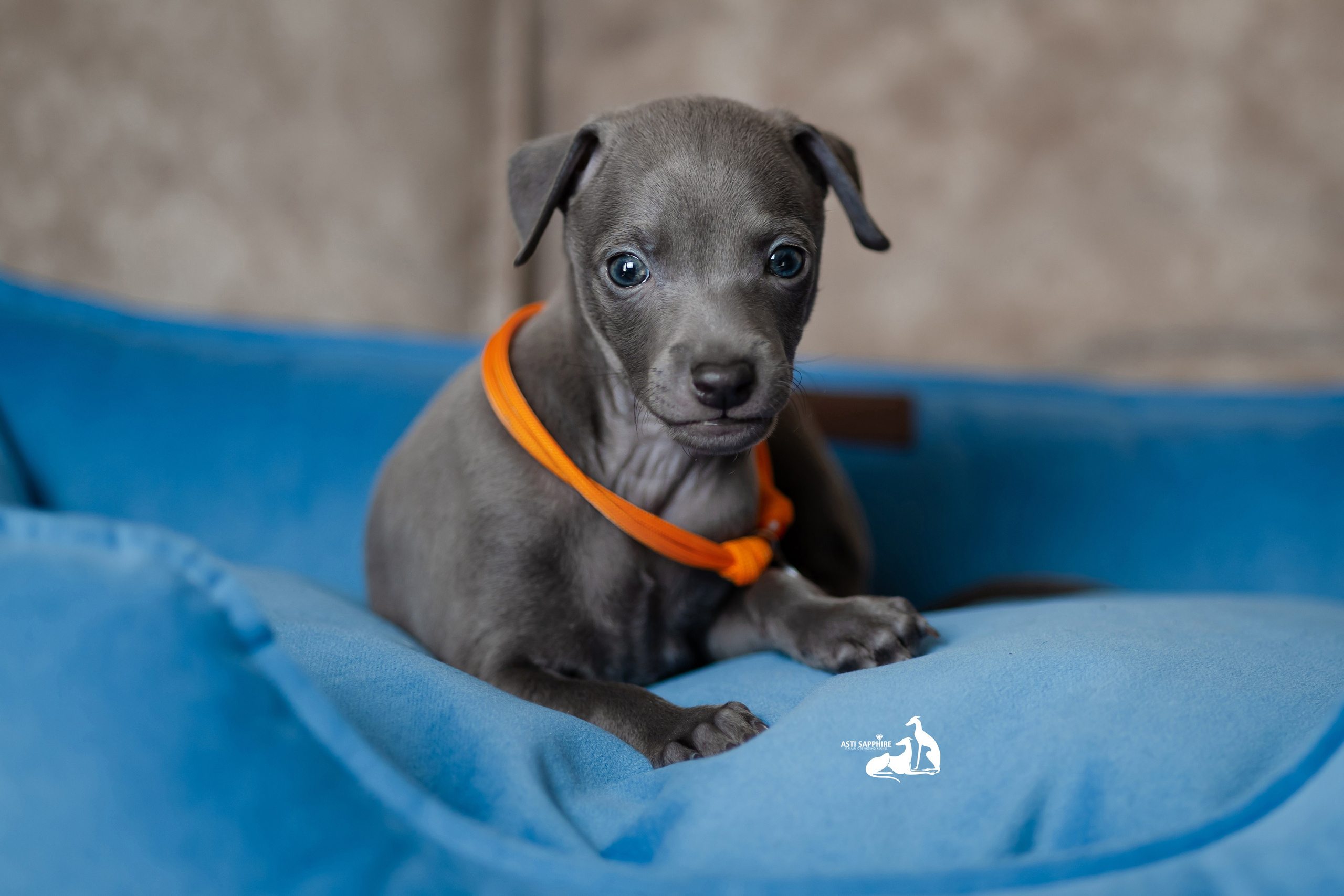 Весенние крошки. Professional Italian Greyhound Kennel RKF/FCI ASTI SAPPHIRE 💎 Sochi|St. Petersburg