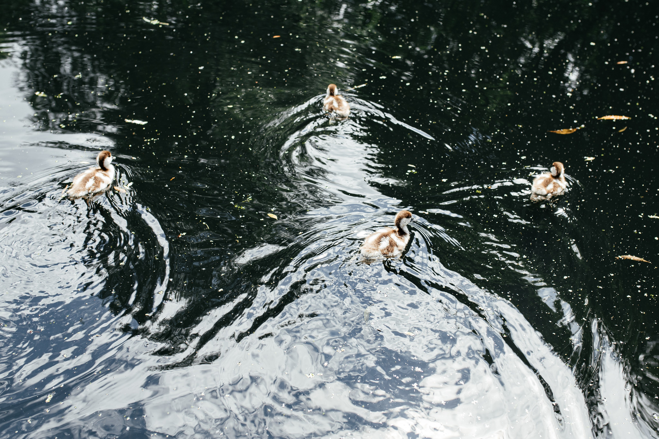 Кирилл & Юлия. Семейный и домашний фотограф в Москве и МО Королева Валерия