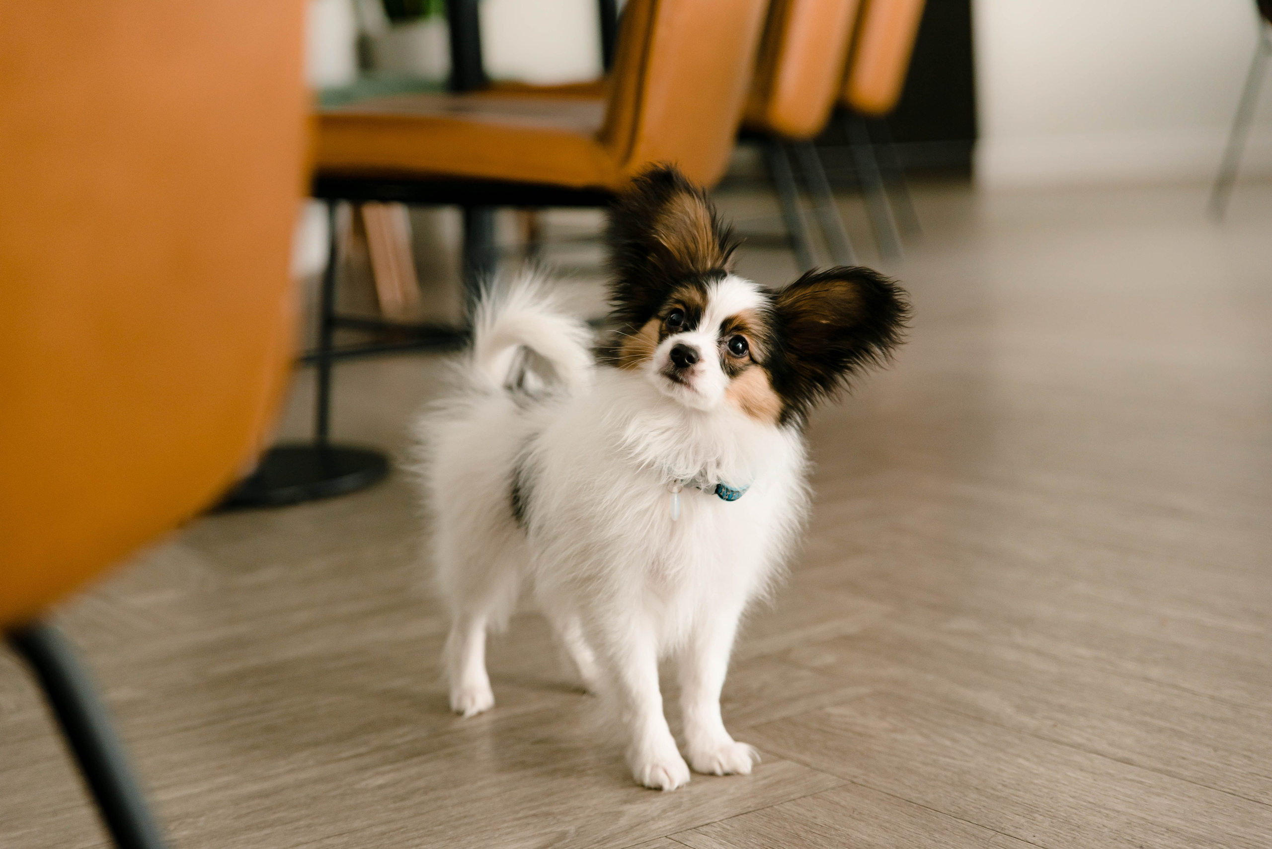 Настя, Света и Папийон Луней. Главная