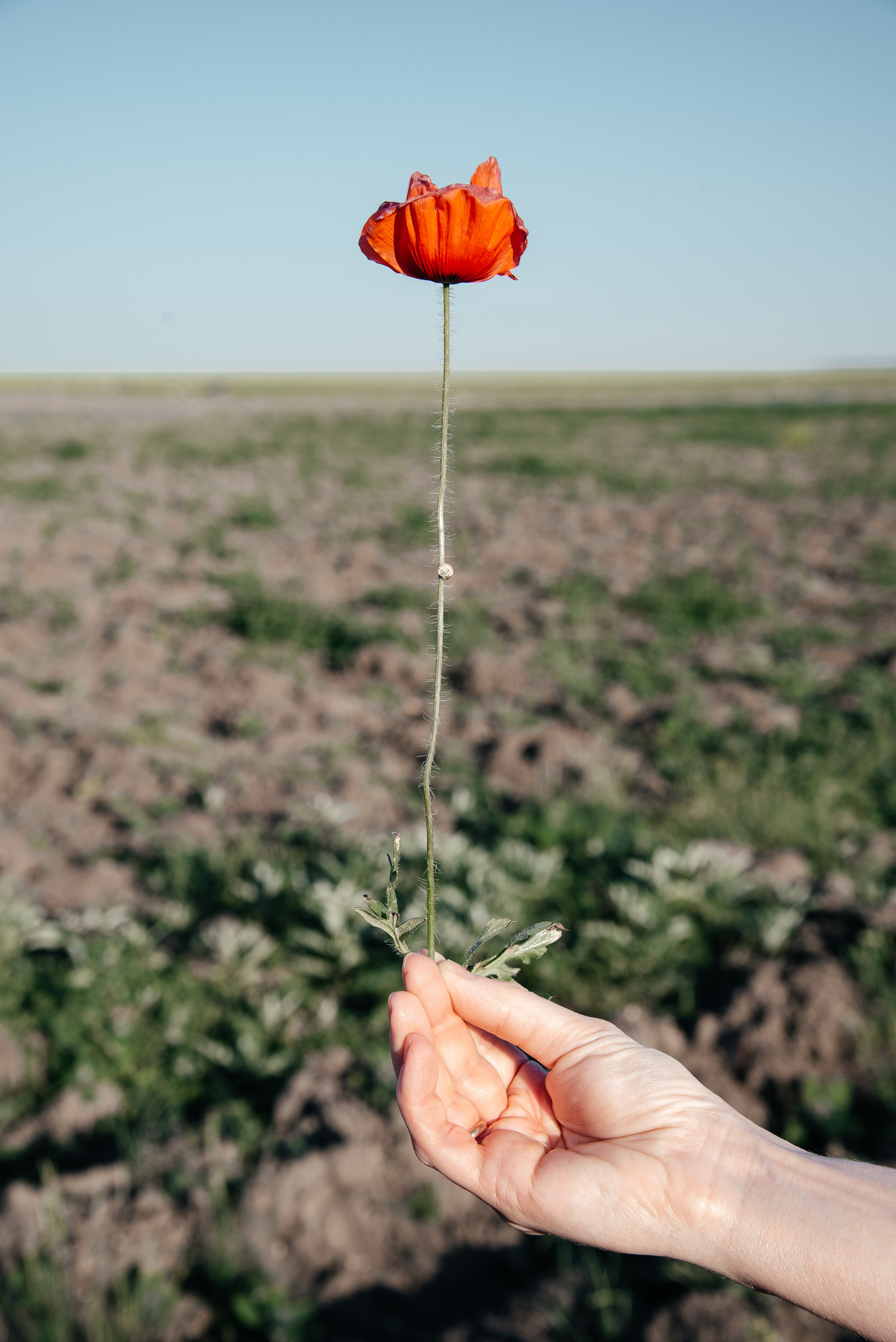 Клубнично-маковое поле. Портретный и семейный фотограф в Геленджике Таня Ходова