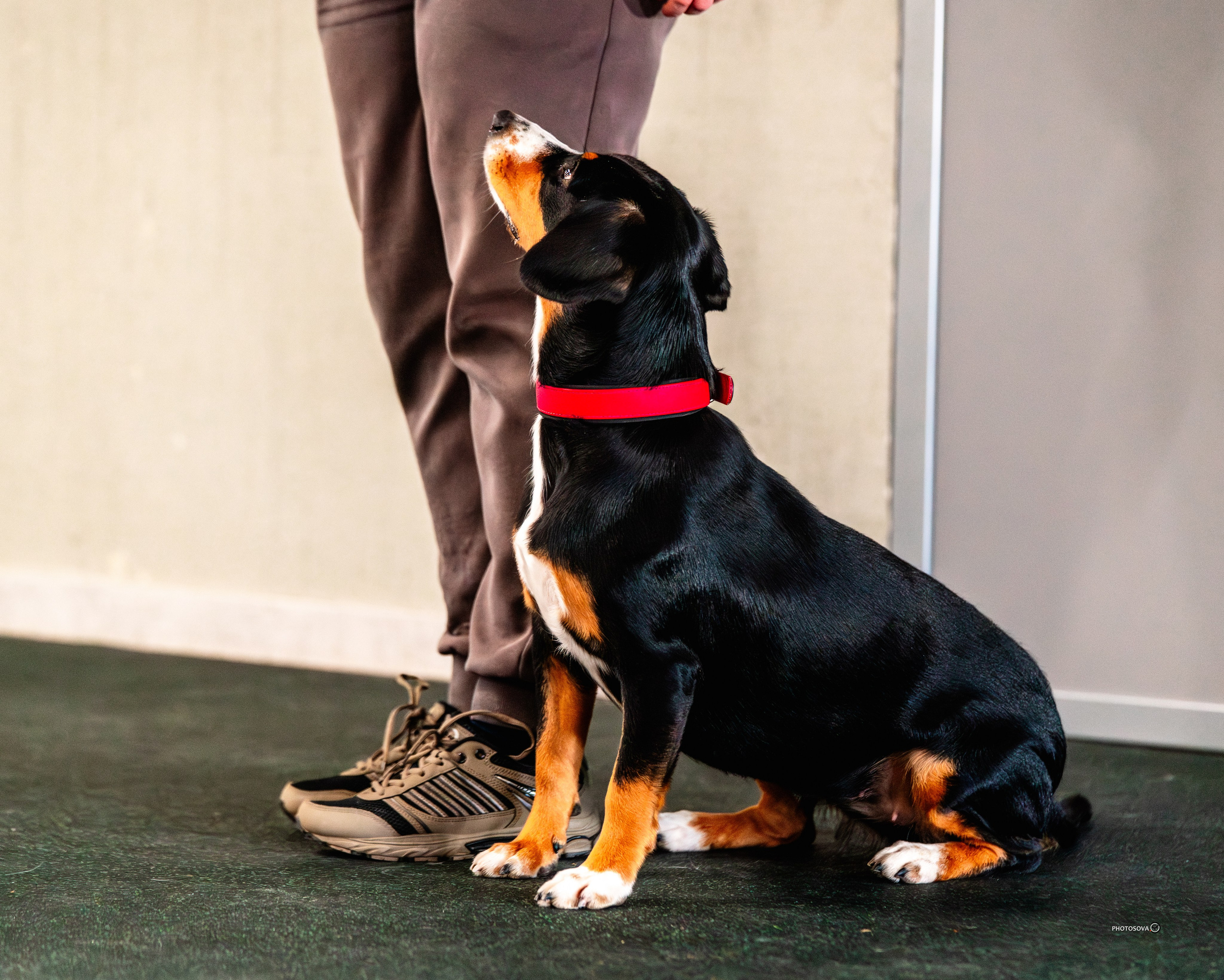 ТЫ И Я (соревнования по ралли-обидиенс). Фотограф-анималист, семейный фотограф в Москве и Подмосковье. Фотосъёмка кинологических дисциплин