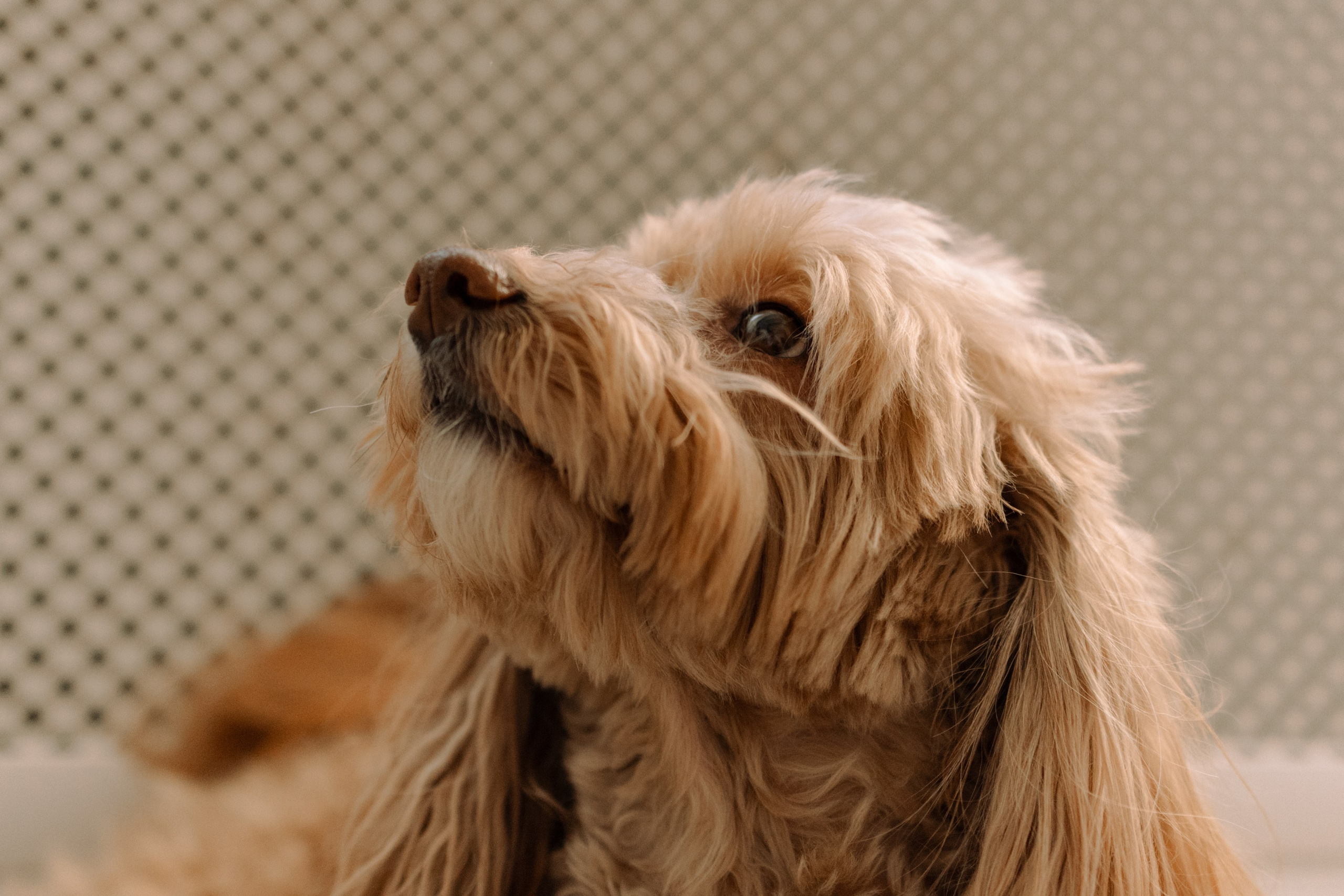 Шкипер и его семья. Фотограф — Анималист | Санкт-Петербург