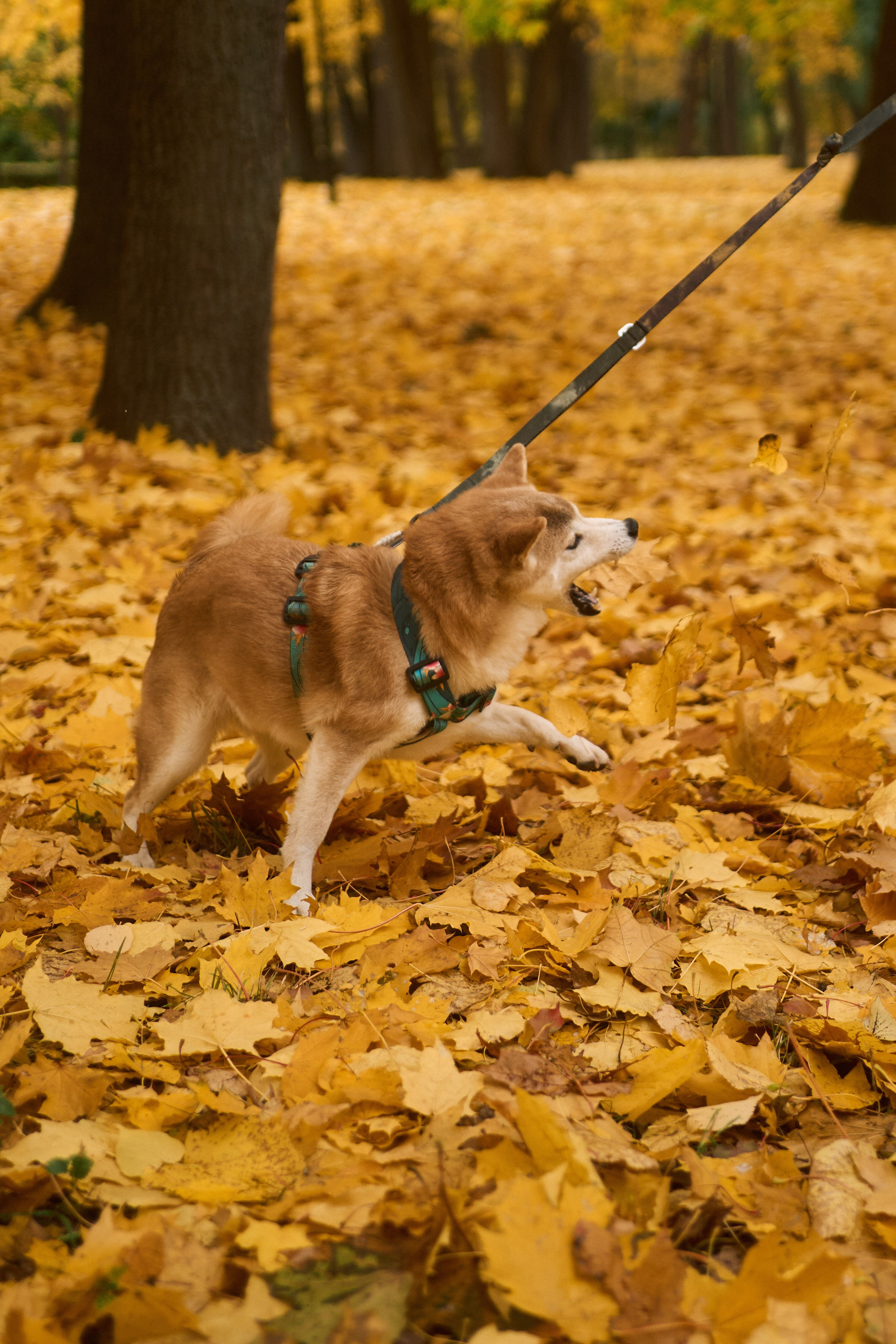 Осенние Уши. Фотограф анималист Москва Дарья
