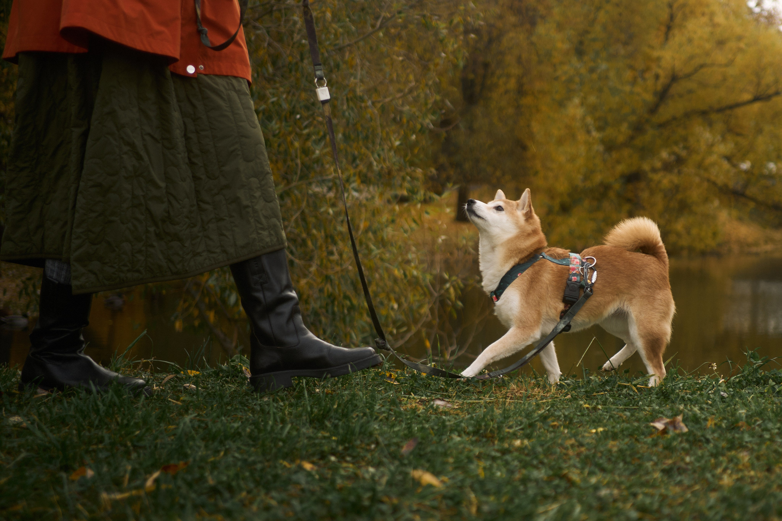 Осенние Уши. Фотограф анималист Москва Дарья