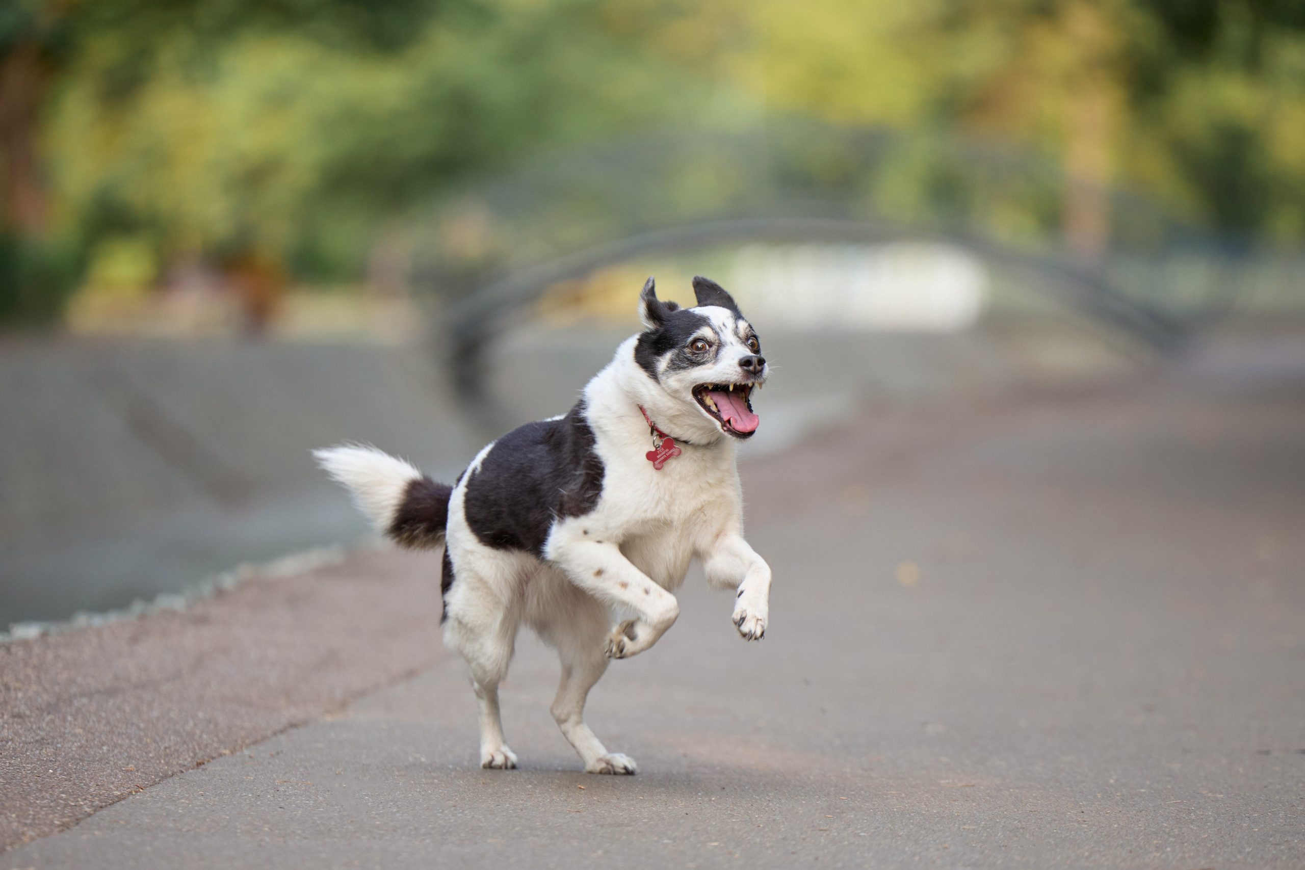 Диана и Рея. Фотограф анималист в Казани Алина Сулейманова. Фотограф животных