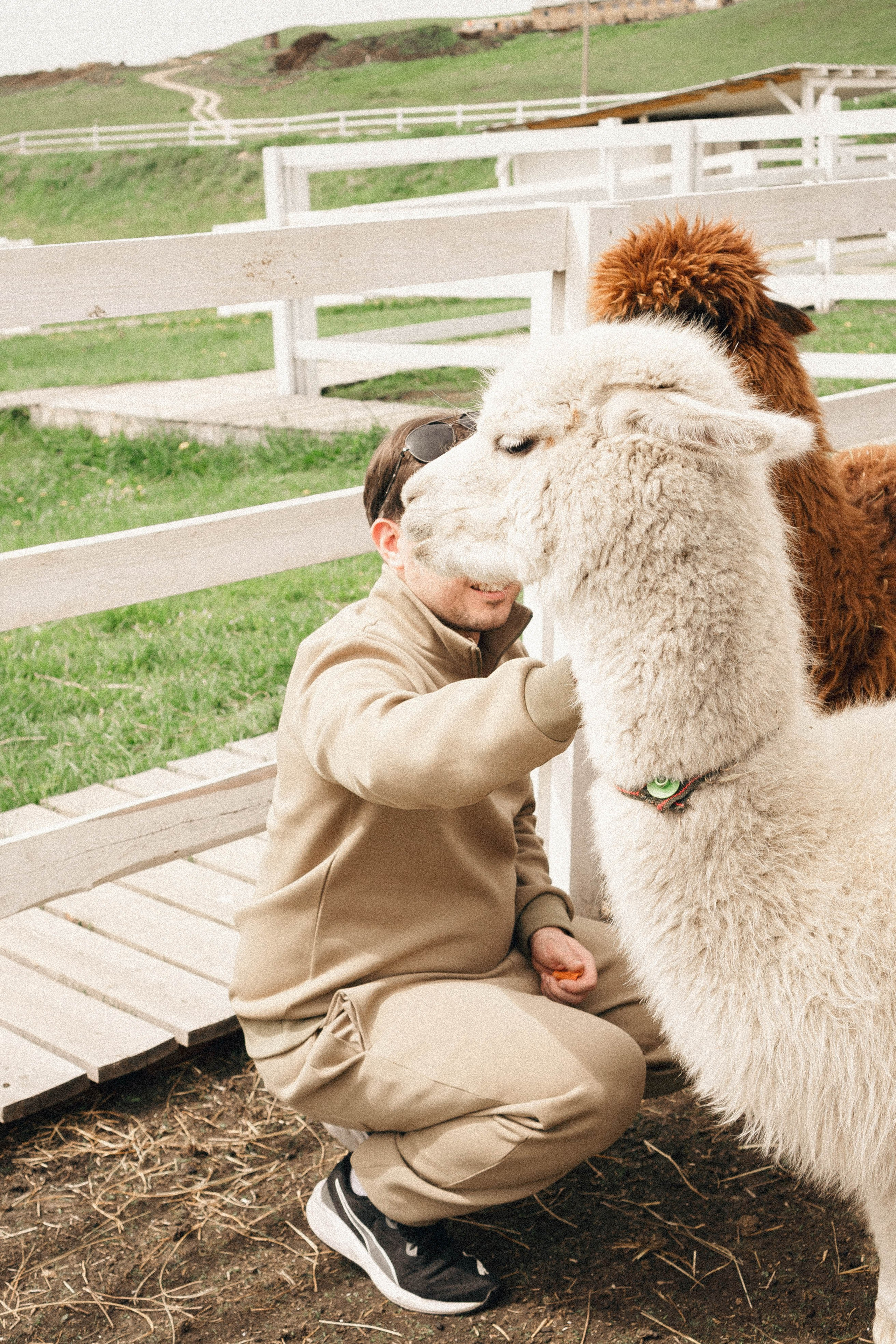 Ферма Альпак. Профессиональный фотограф, Санкт-Петербург — Виктория Богомолова