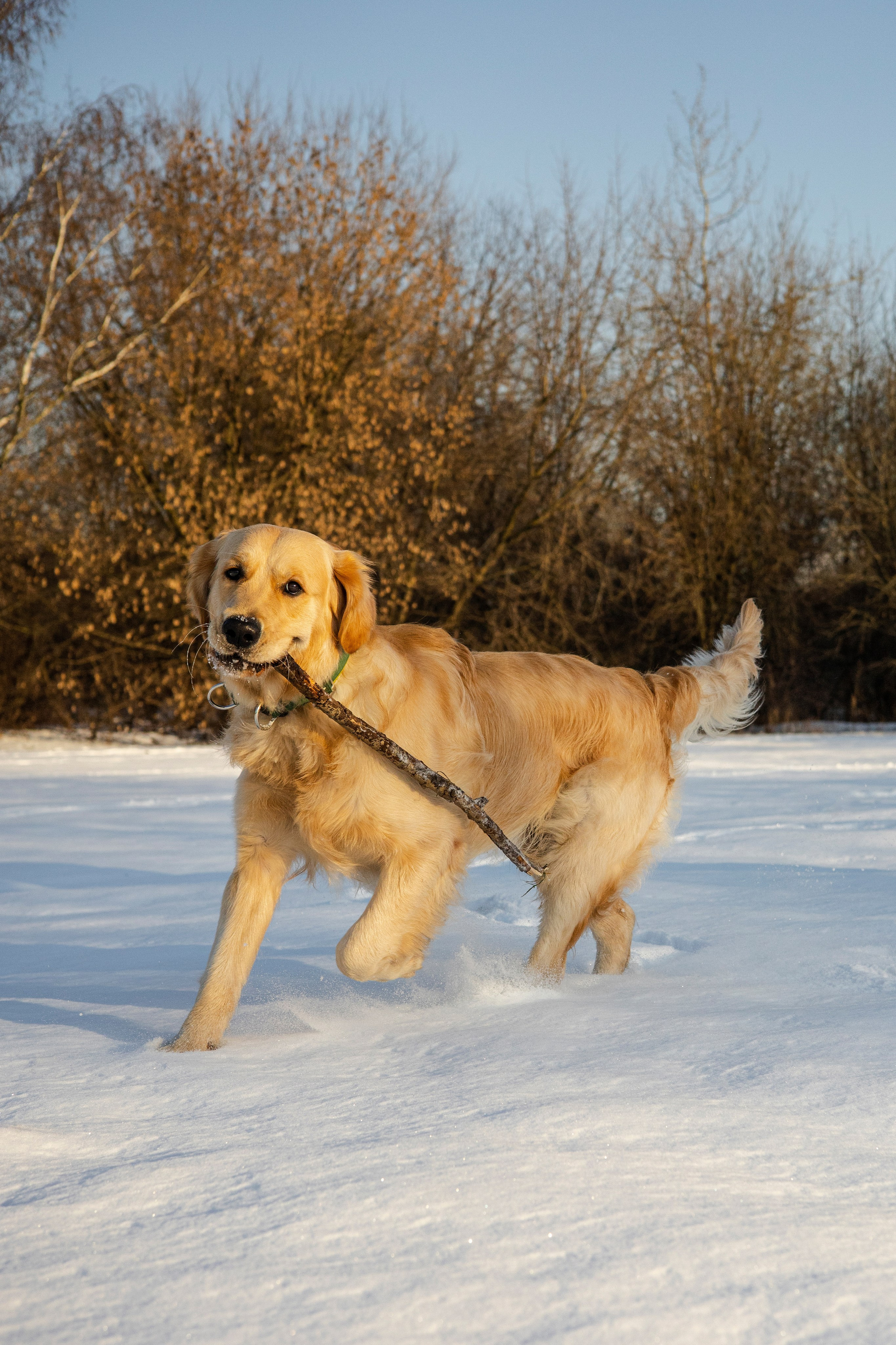 Ларри и его семья. Фотограф-анималист Ксения Шевцова|Москва