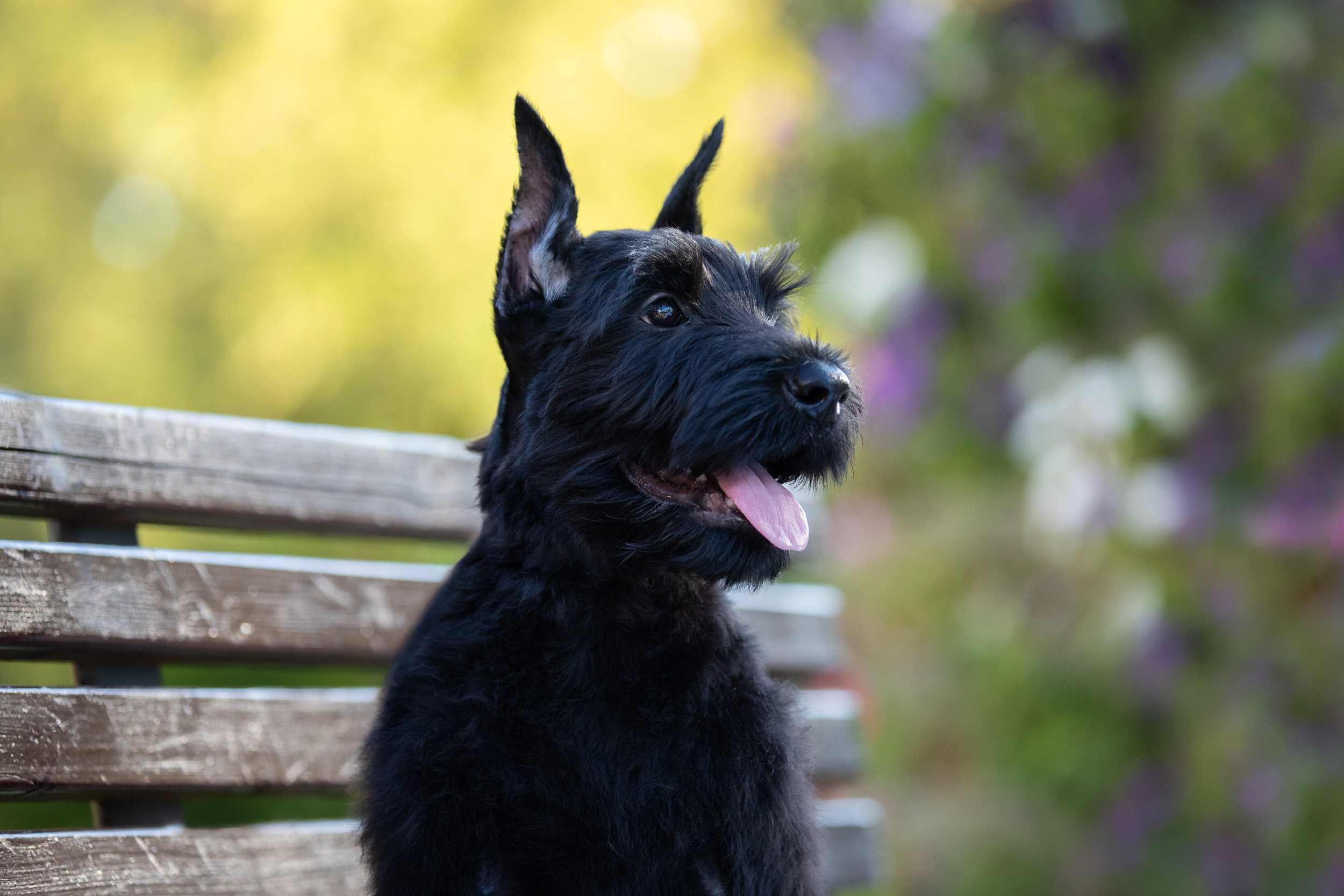 Уличная съемка щенков ризеншнауцера. Фотограф-анималист в Москве и Московской области Татьяна Фролова
