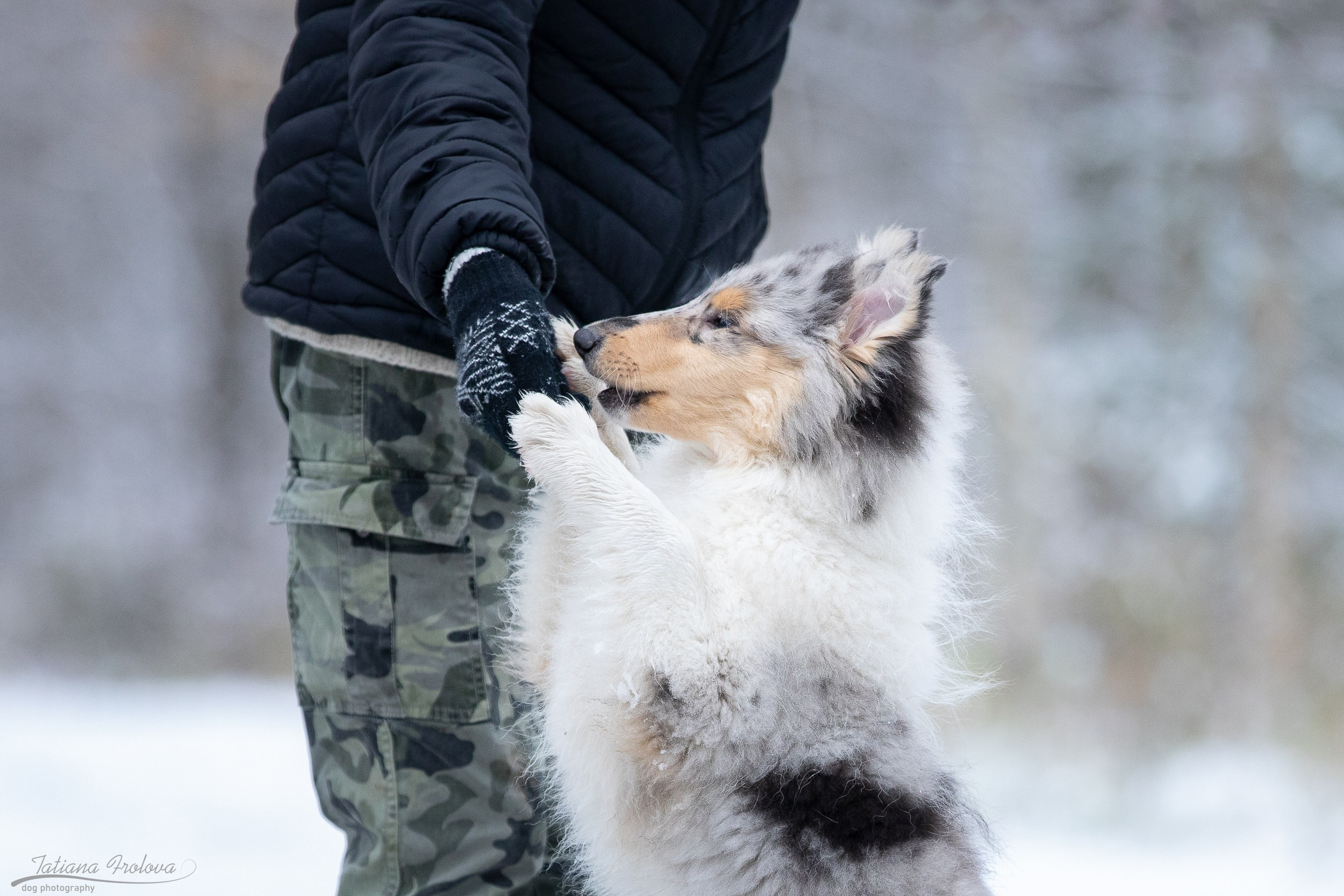 Фотосъёмка щенка колли в Пушкинском районе зимой. Фотограф-анималист в Москве и Московской области Татьяна Фролова