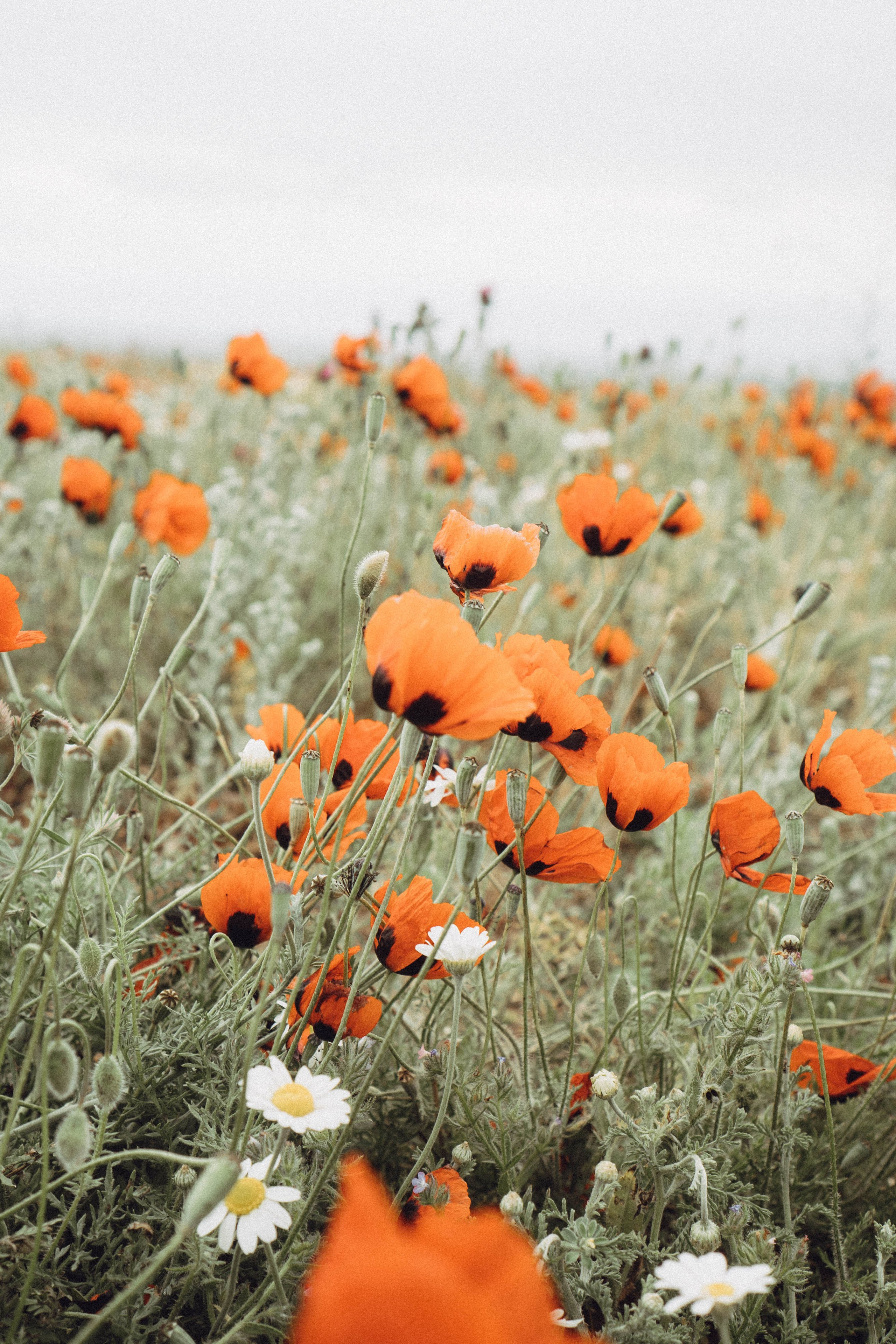 Кавказ. Профессиональный фотограф, Санкт-Петербург — Виктория Богомолова