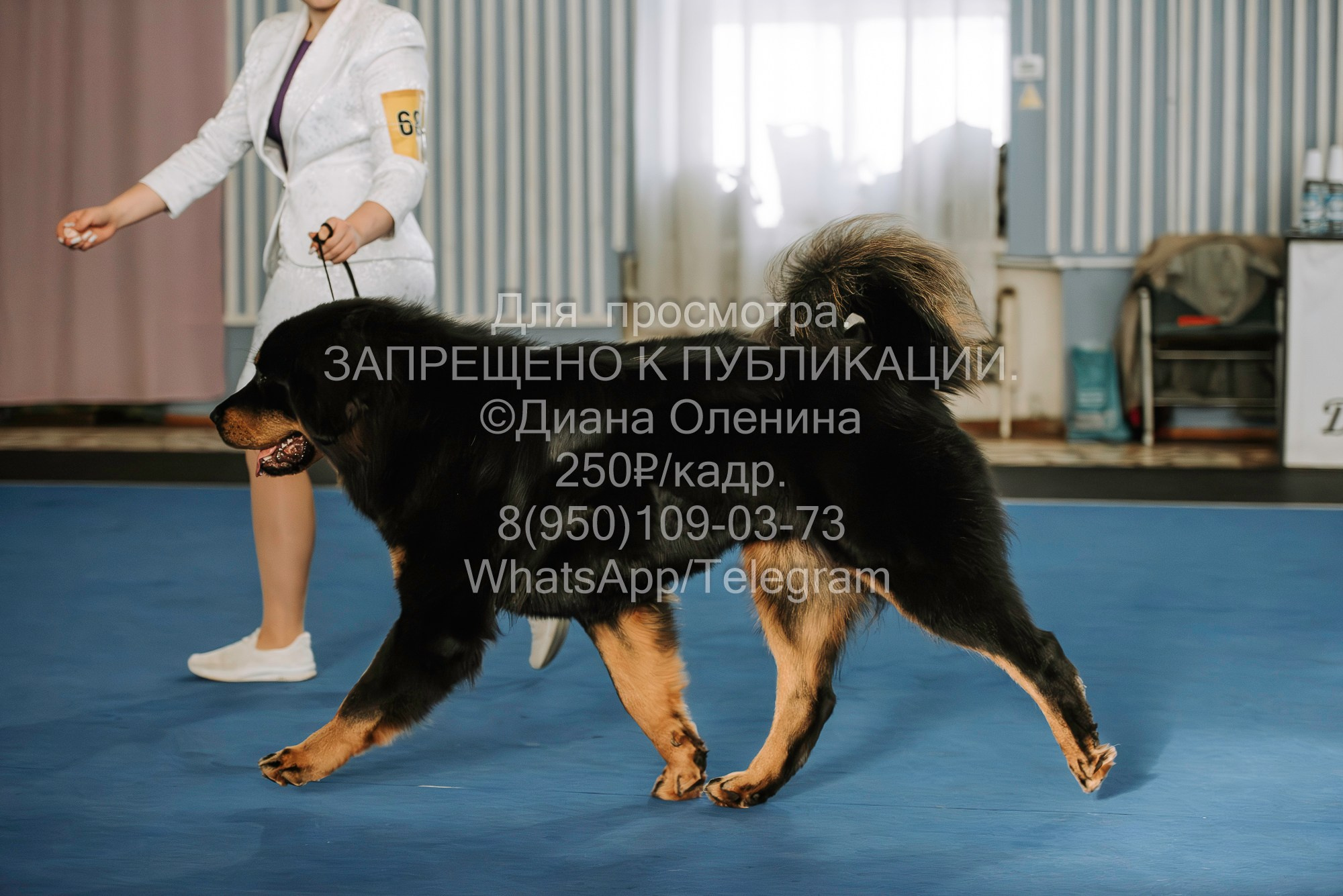 Выставка собак Красноярск 29.10.2023. Фотограф Диана Оленина Красноярск / Братск