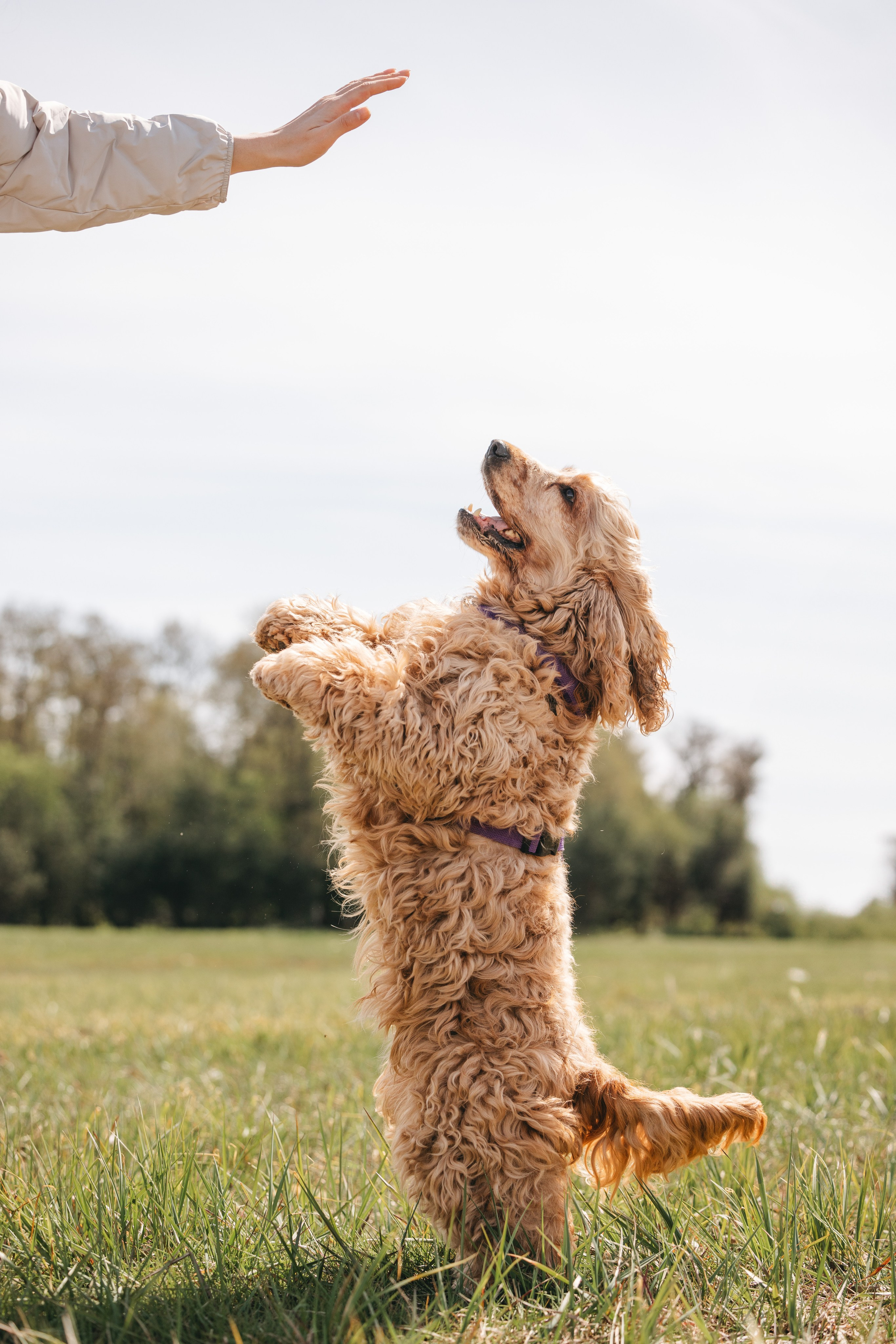 Спанимания. Фотограф анималист Осипчикова Мария
