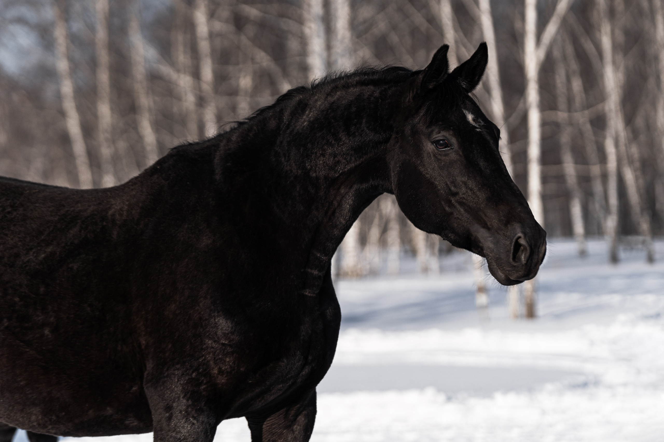 Падэдэ М. Главная