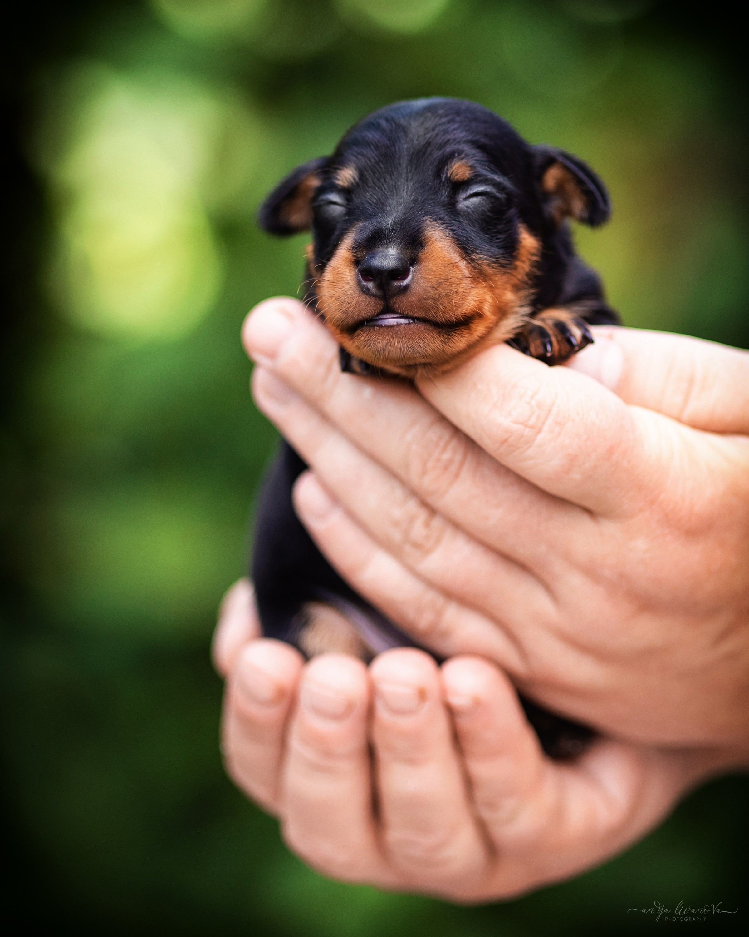Малыши пинчеры. Фотограф анималист Аня Ливанова | Рыбинск