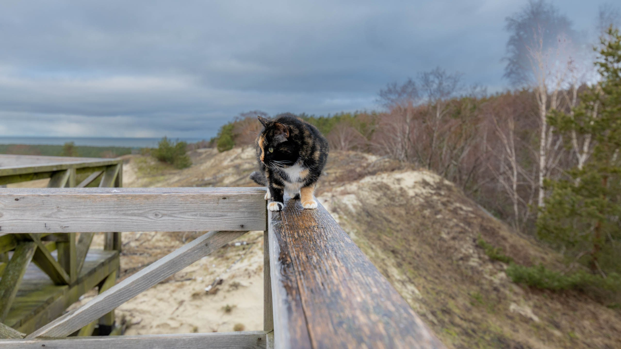 2024 01 Калининград (Светлогорск, Зеленоградск). Фотографии