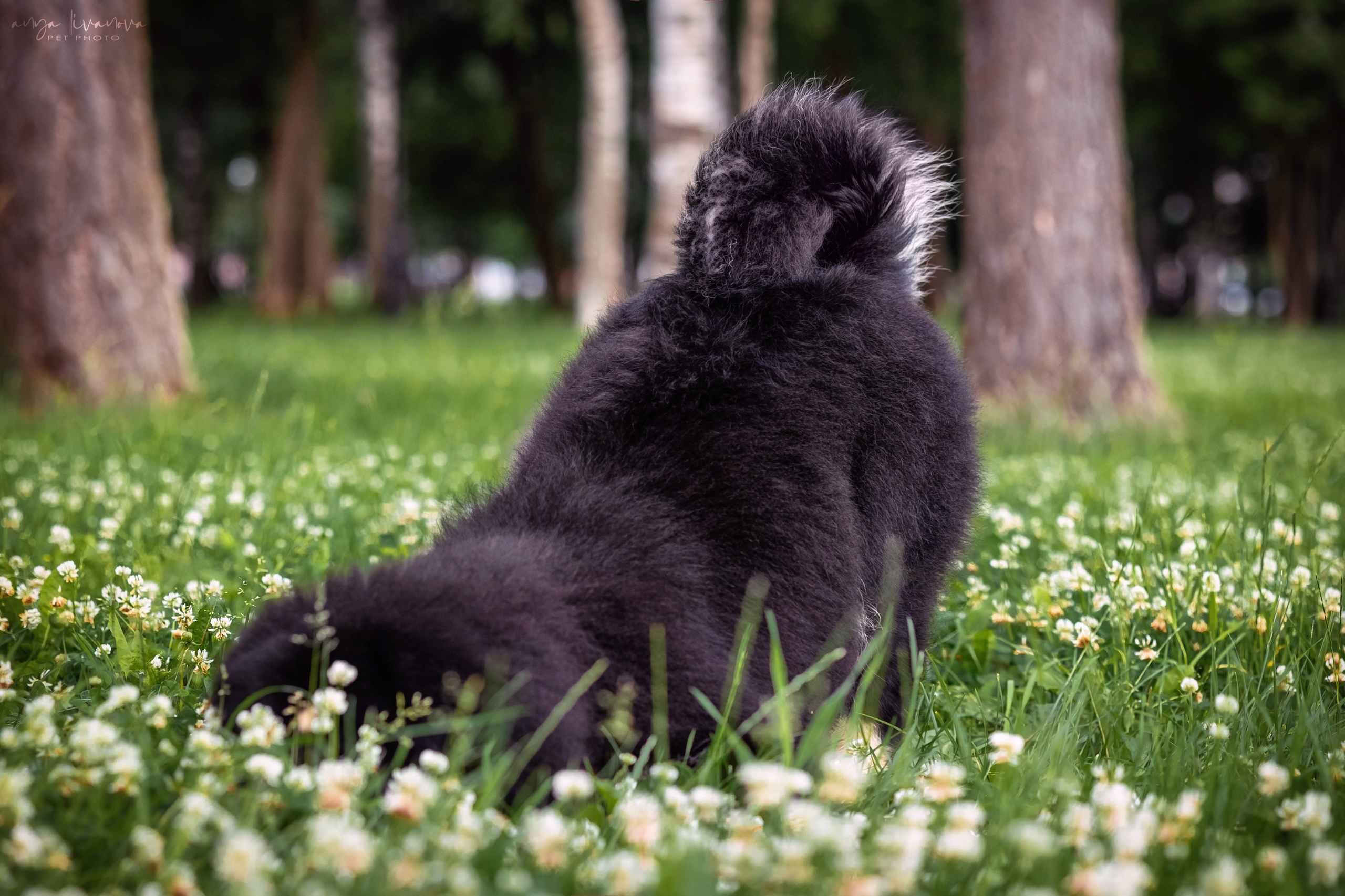 Лео. Фотограф анималист Аня Ливанова | Рыбинск