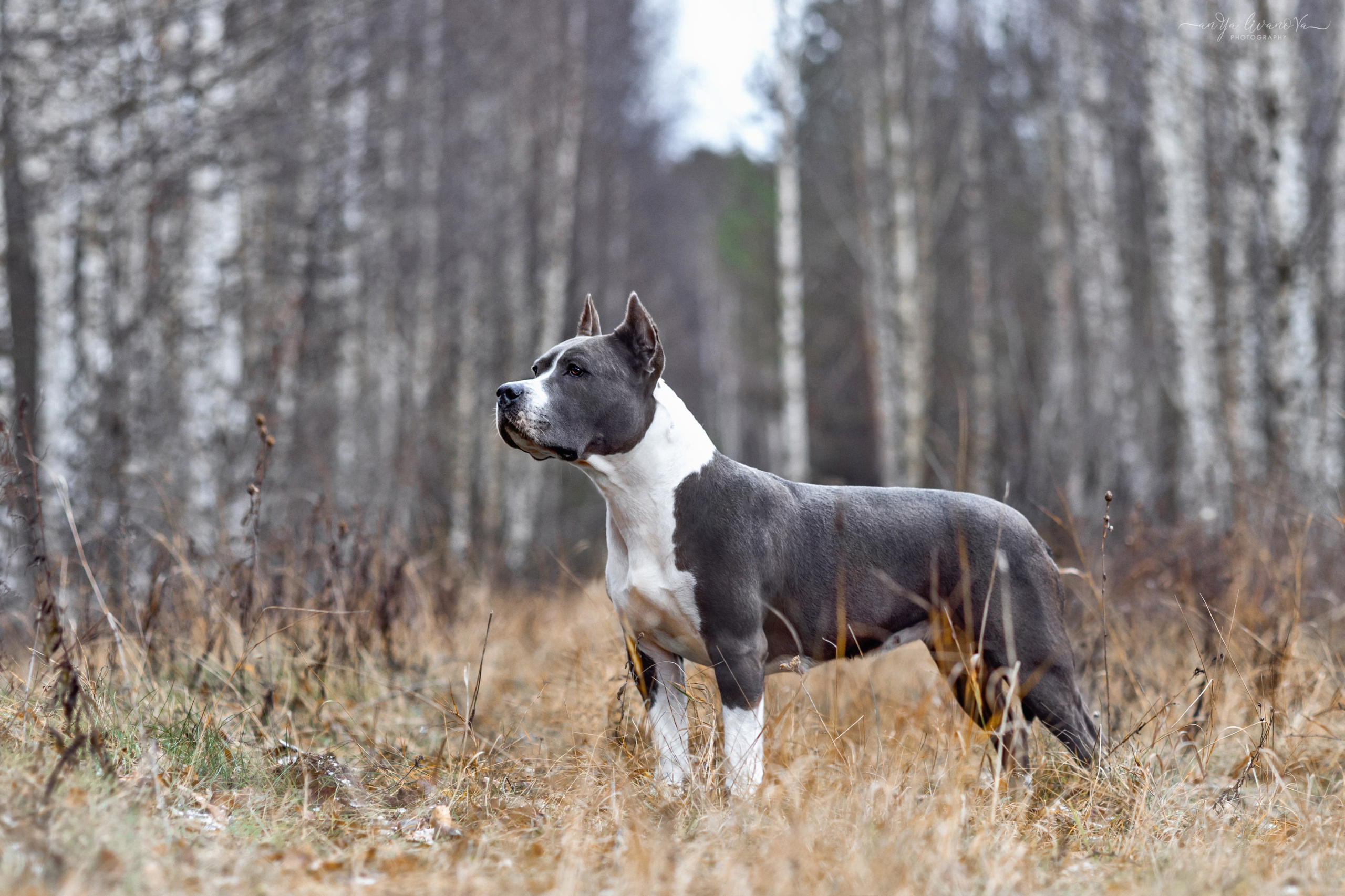 Деля. Фотограф анималист Аня Ливанова | Рыбинск