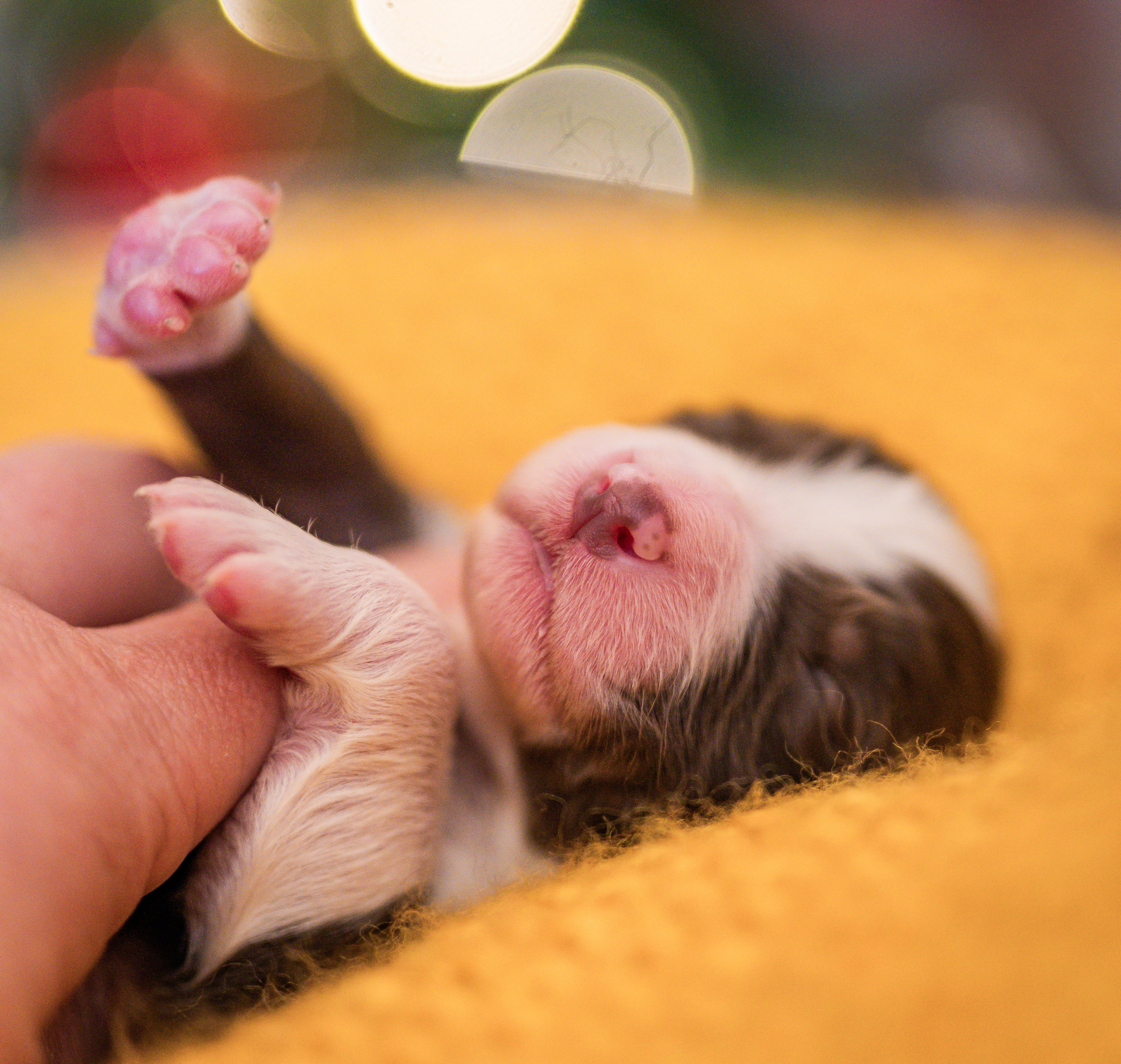 Фритсвит. Семейный фотограф Ефремова Виктория