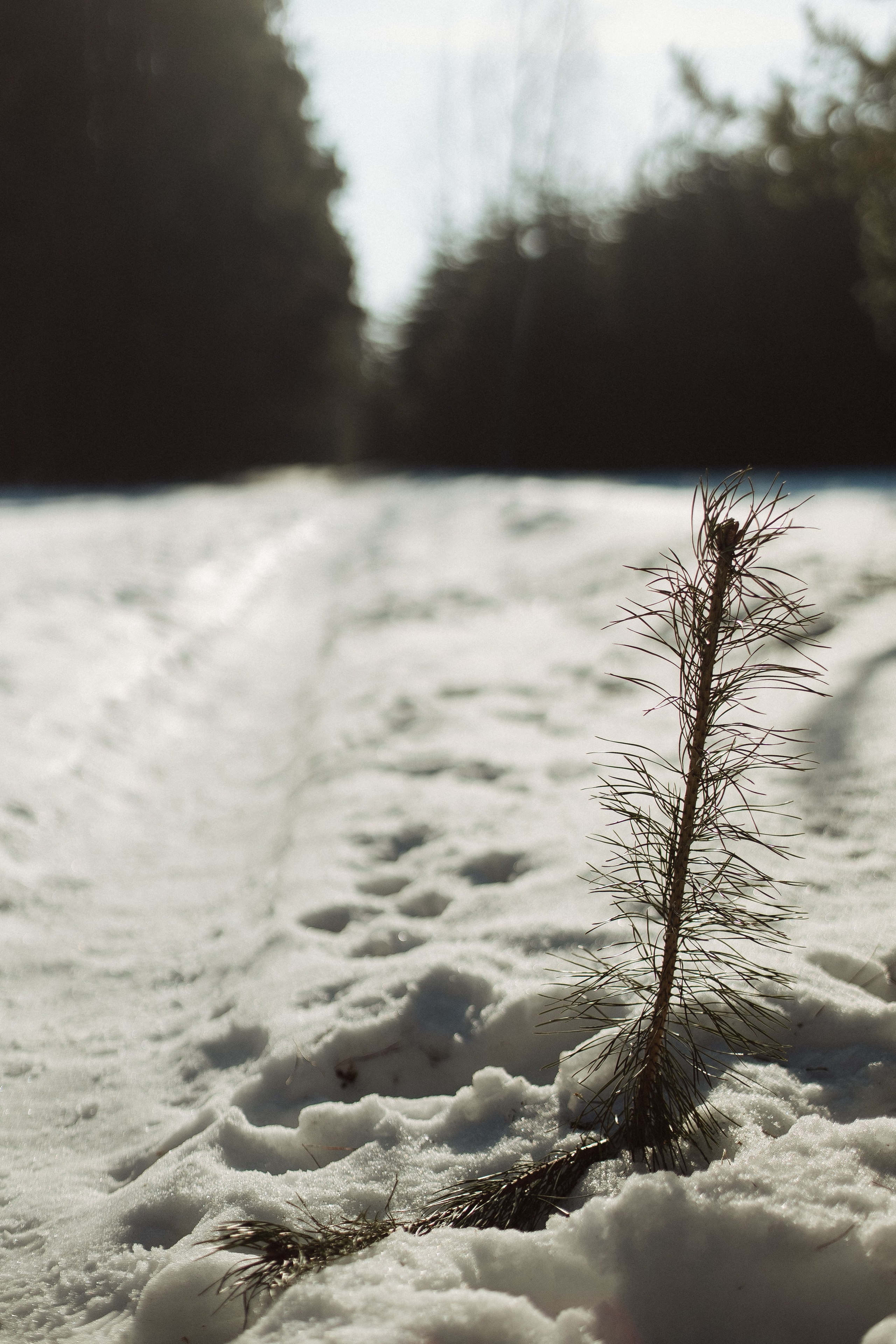 Экопарк ПОЛЯНЫ. Главная