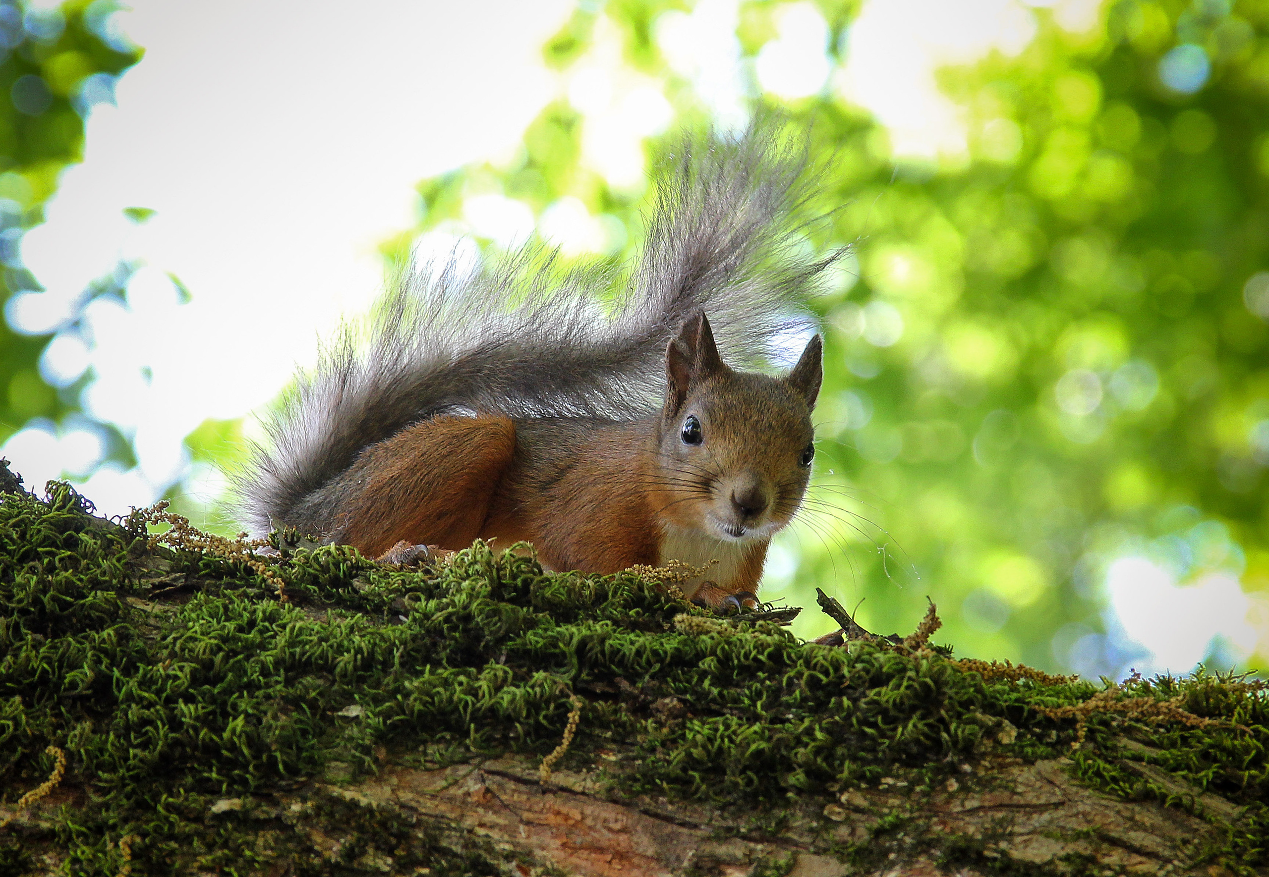 Фото-охота. Детский и семейный фотограф в Донецке Наталья Афанасьева