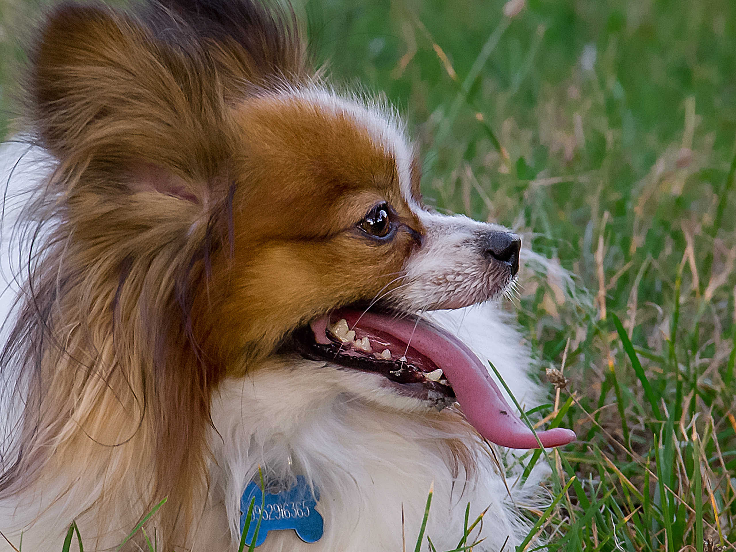 Фото-охота. Детский и семейный фотограф в Донецке Наталья Афанасьева