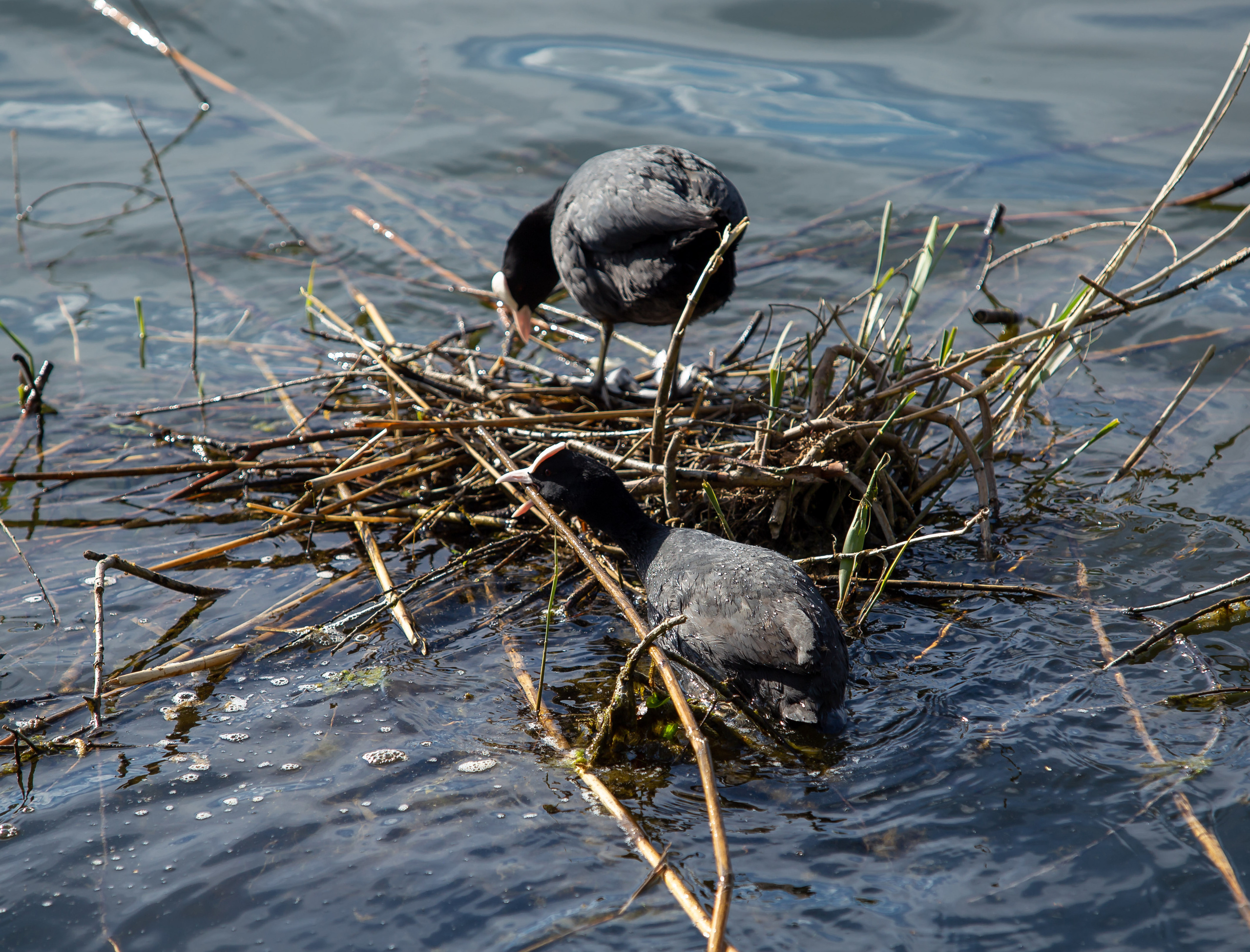 Фото-охота. Детский и семейный фотограф в Донецке Наталья Афанасьева