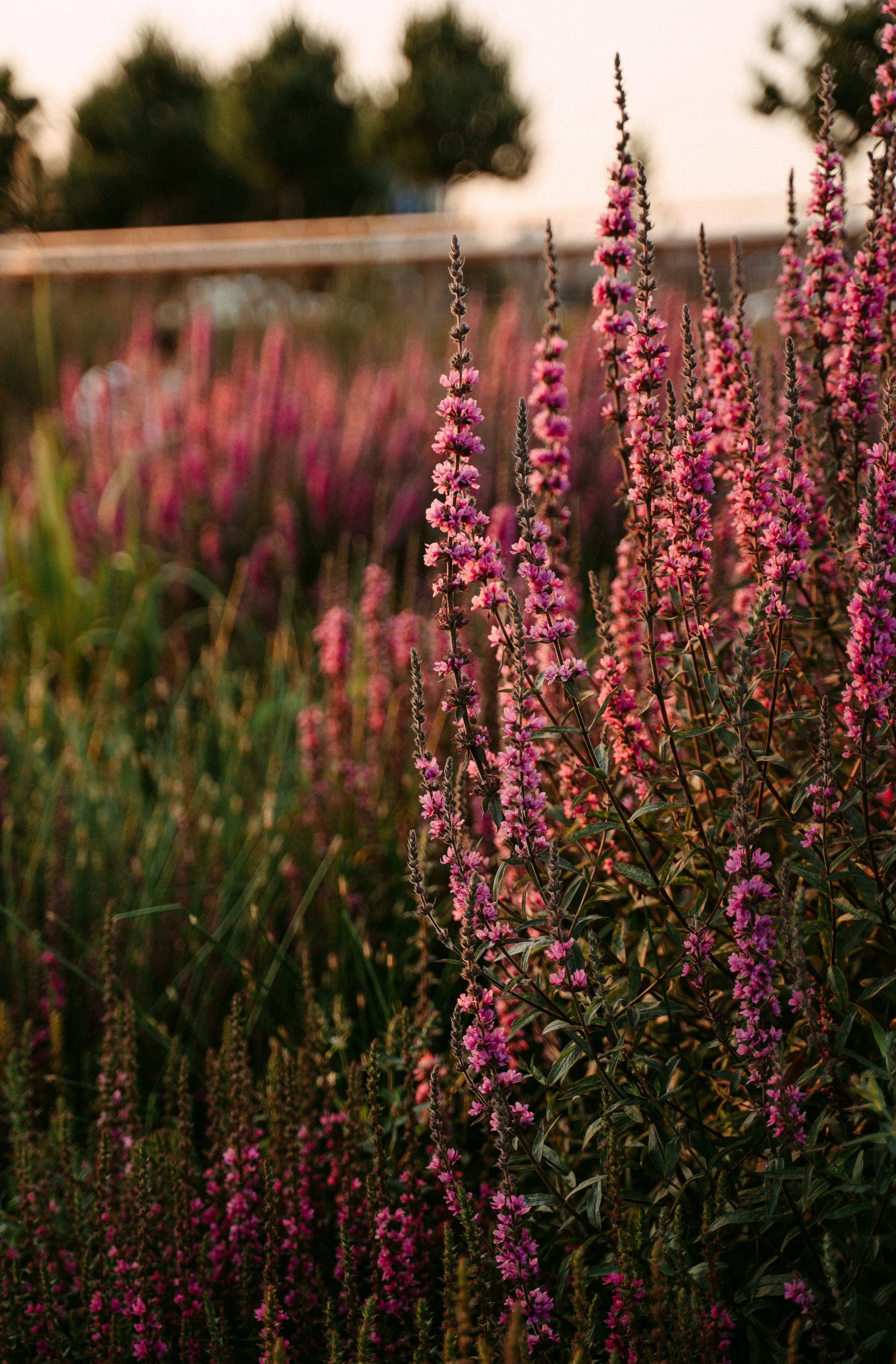 Вечер электронной музыки на Озере Кабан / 2023. Саша Копылов, фотограф в Казани