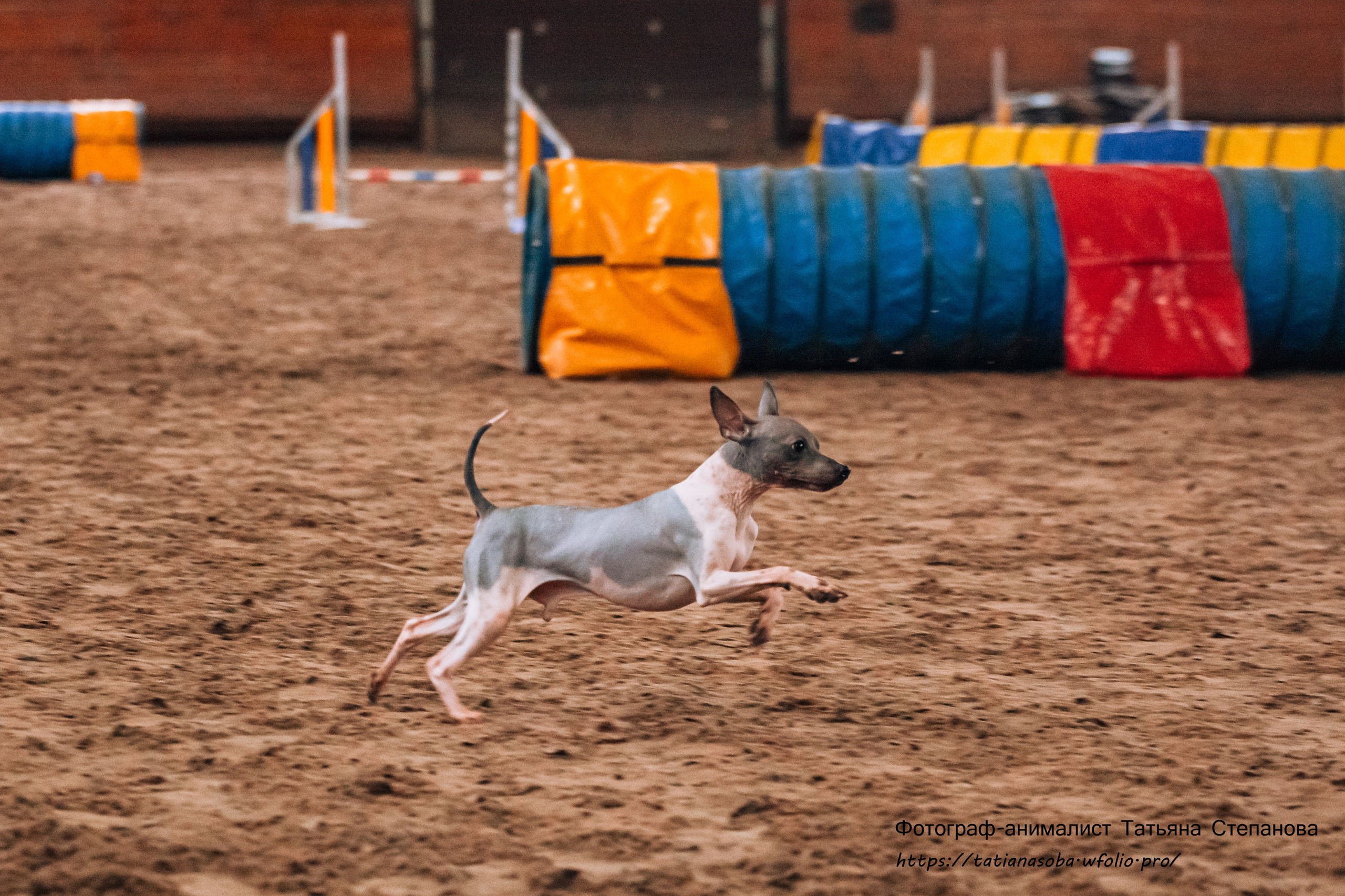 Соревнования по Аджилити 25.02.2024. Фотограф-анималист Татьяна Степанова