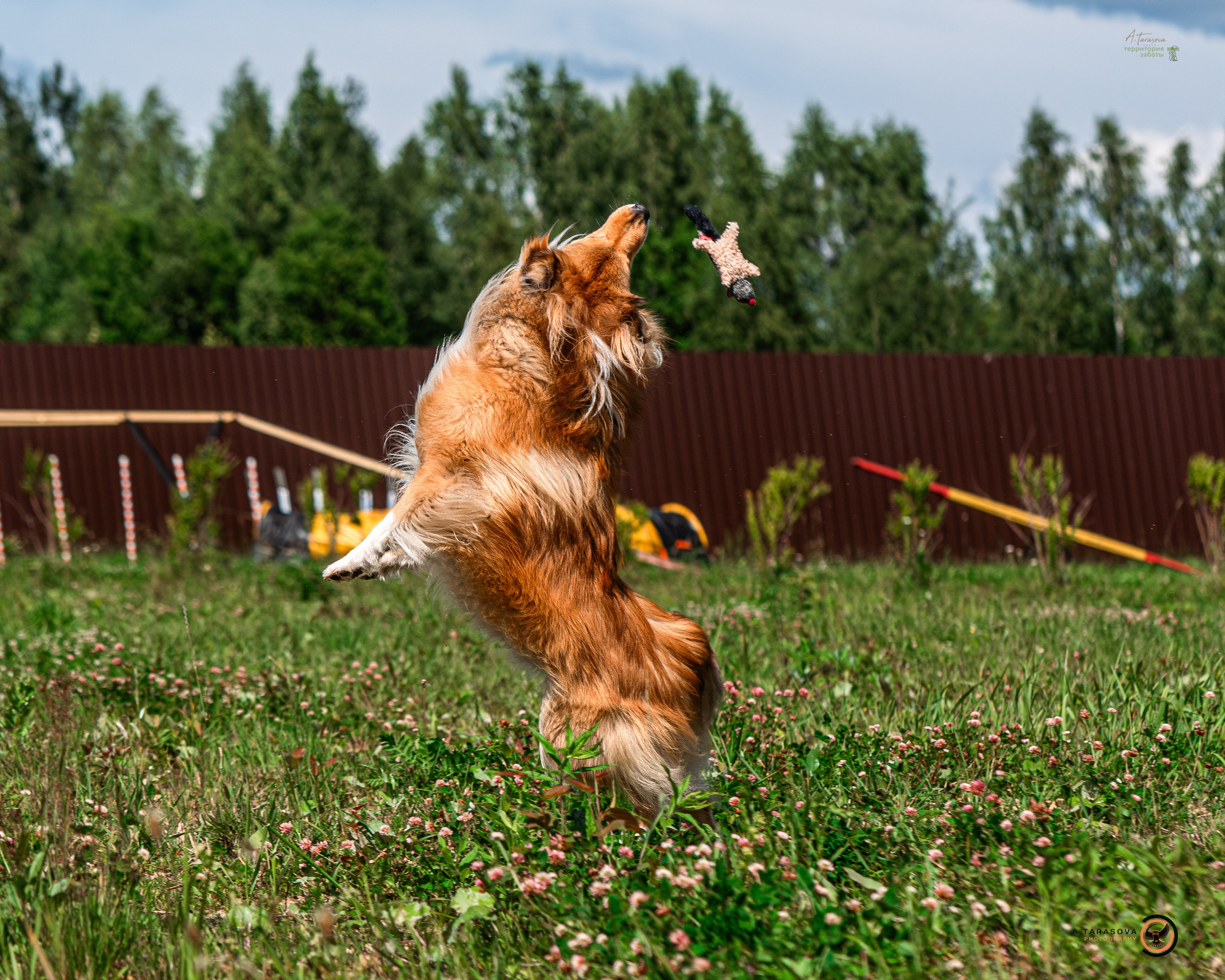 ФОТОПАМЯТЬ ВАШИХ ЭМОЦИЙ. Фотограф-анималист, семейный фотограф в Москве и Подмосковье. Фотосъёмка кинологических дисциплин