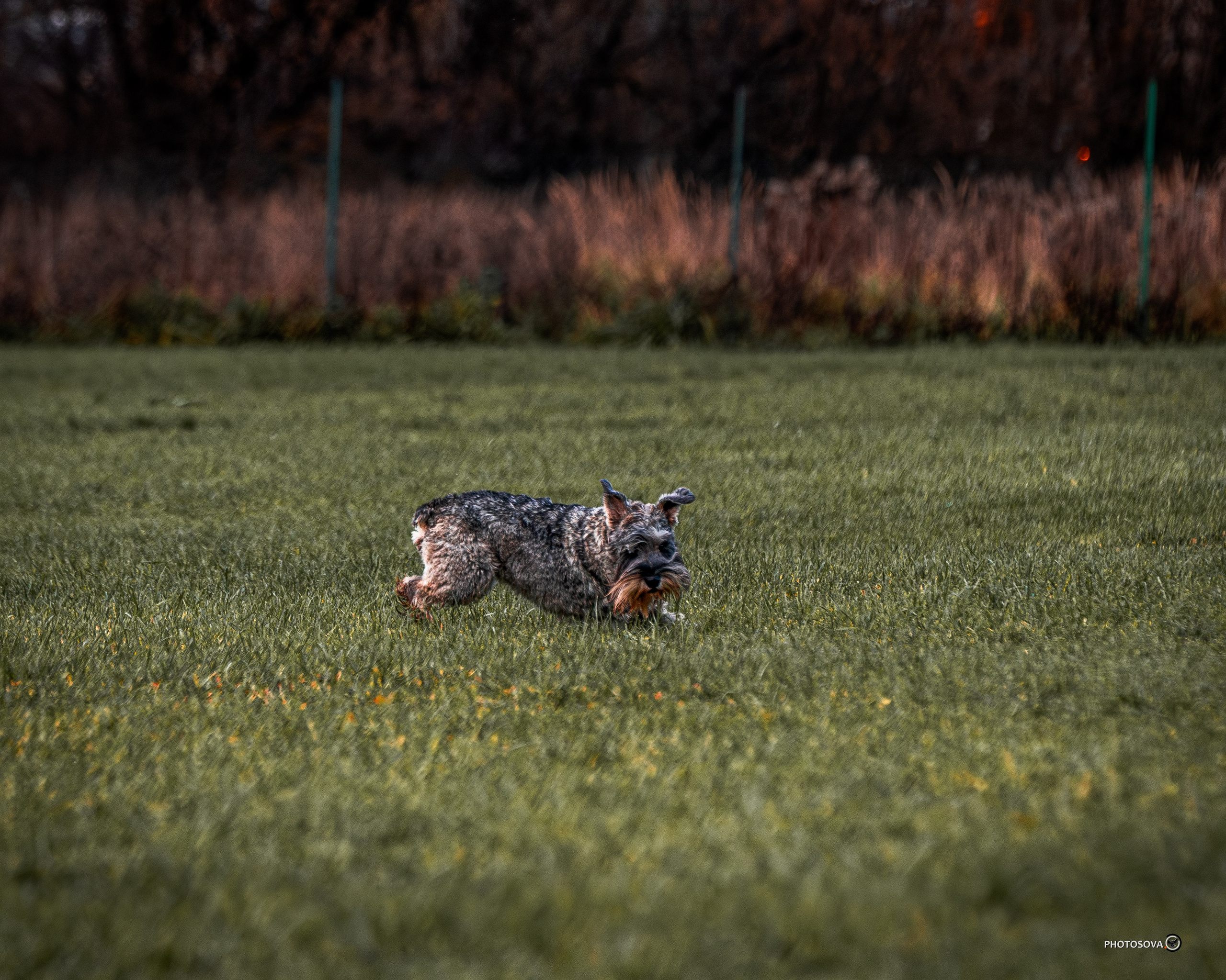 МЫ — КОМАНДА (соревнования) OKD, BH, IBGH, IGP. Фотограф-анималист, семейный фотограф в Москве и Подмосковье. Фотосъёмка кинологических дисциплин