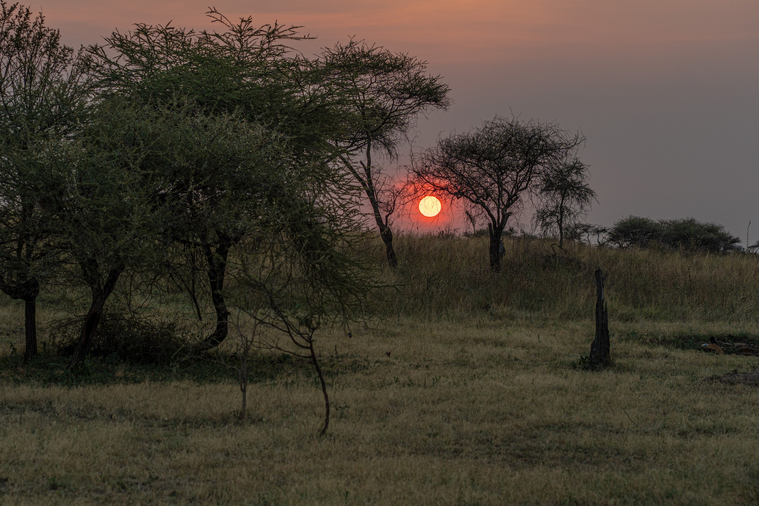 Танзания, сафари, 2025. Творческие сьемки