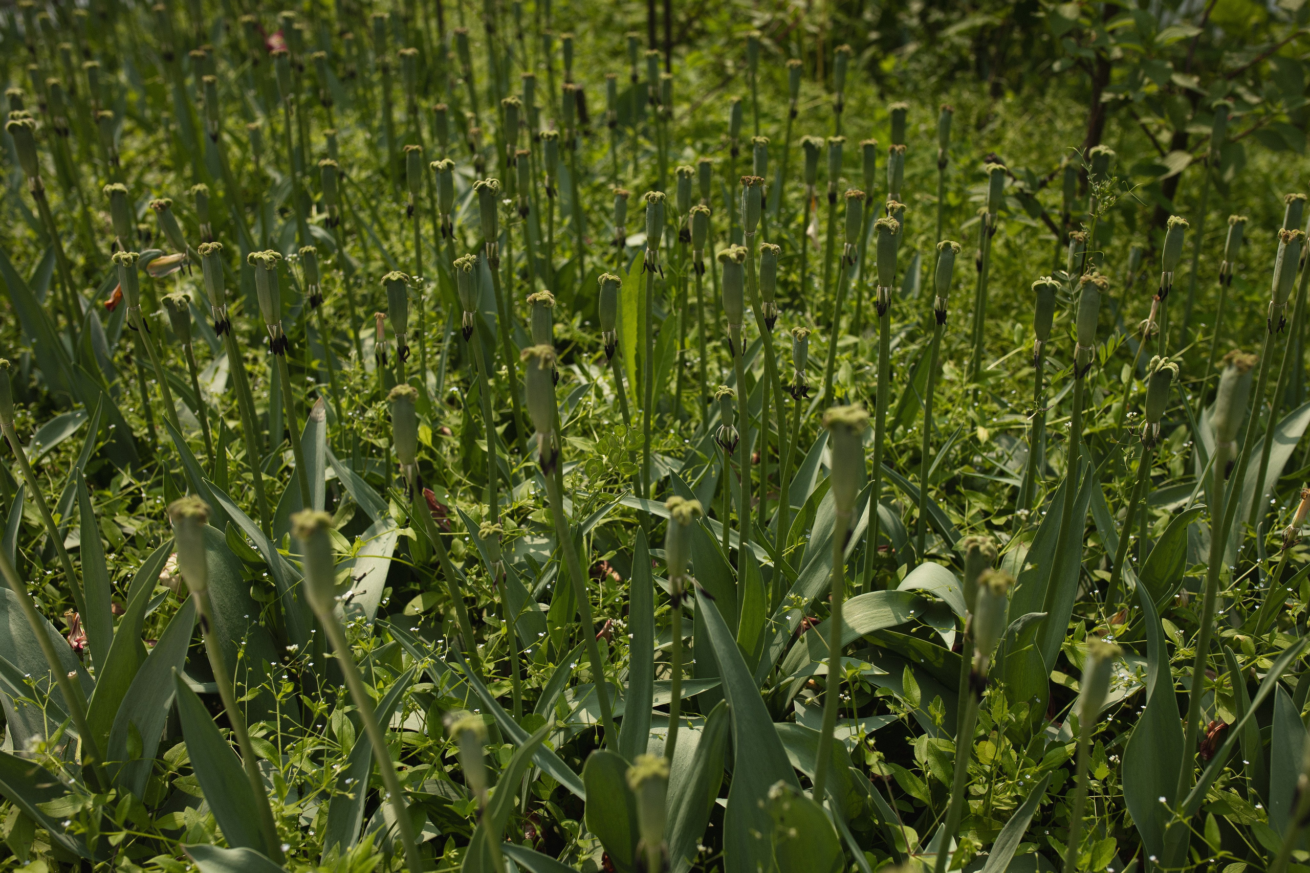 Фокус на свете. Фотограф Вышний Волочек/Тверь/Москва/Санкт-Петербург
