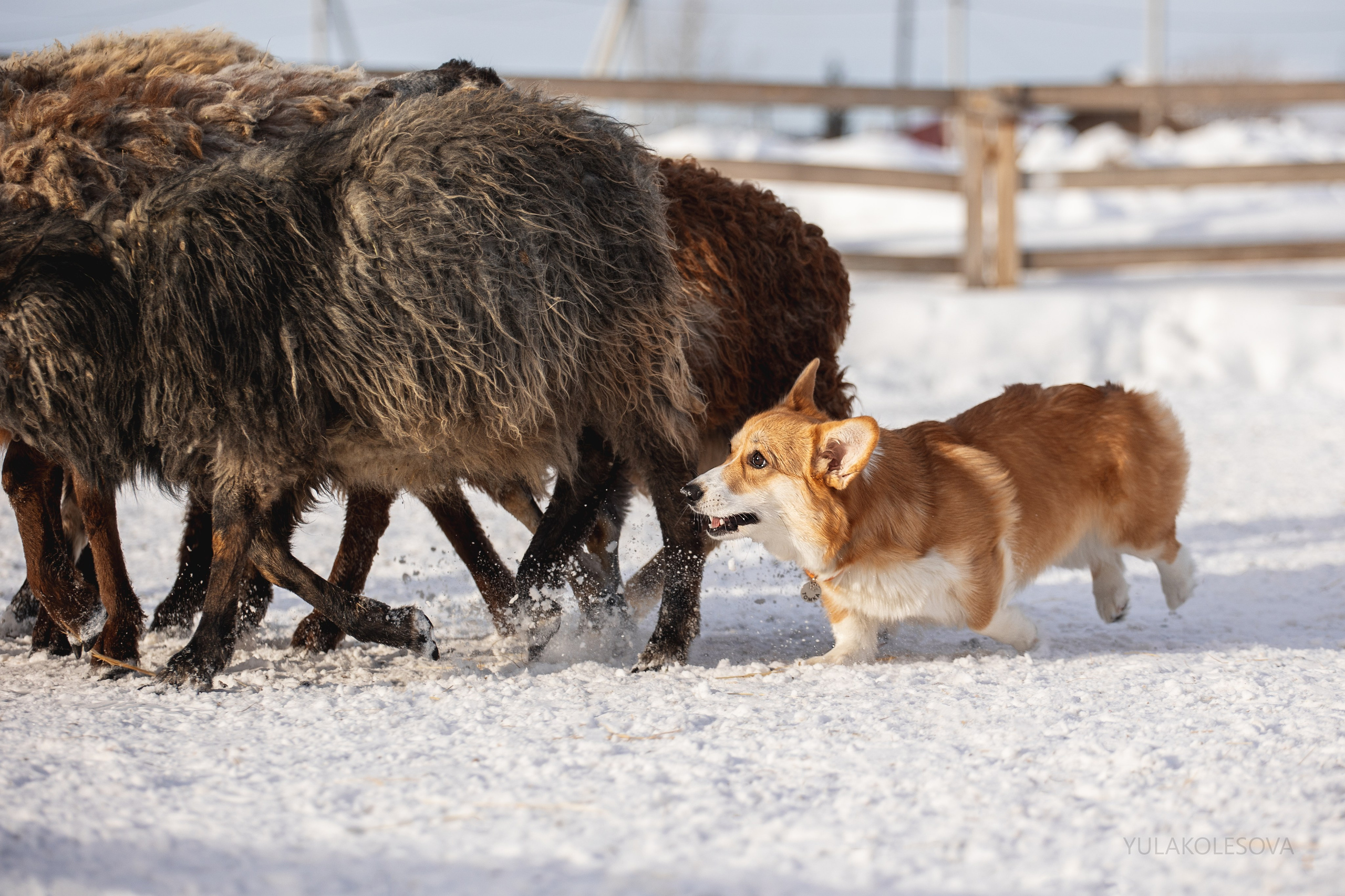 Коргитуса 2.03.2024. YULA KOLESOVA | Фотограф — Анималист | Художник | Тюмень