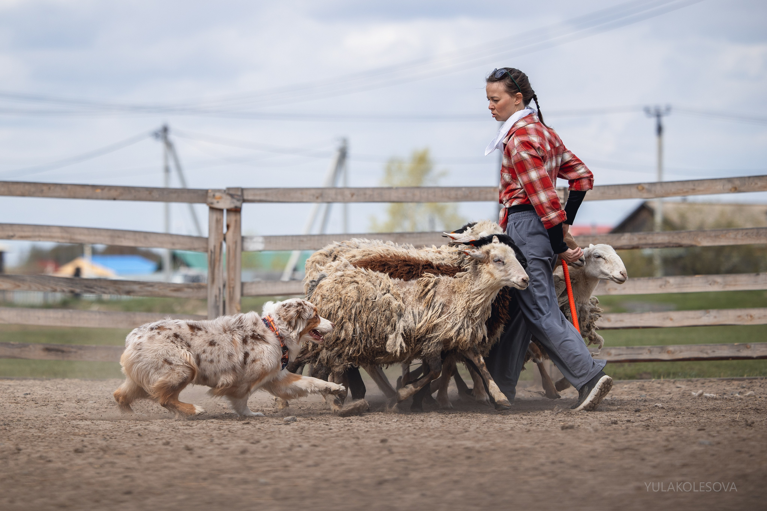 Аусси день 15.05.2024. YULA KOLESOVA | Фотограф — Анималист | Художник | Тюмень