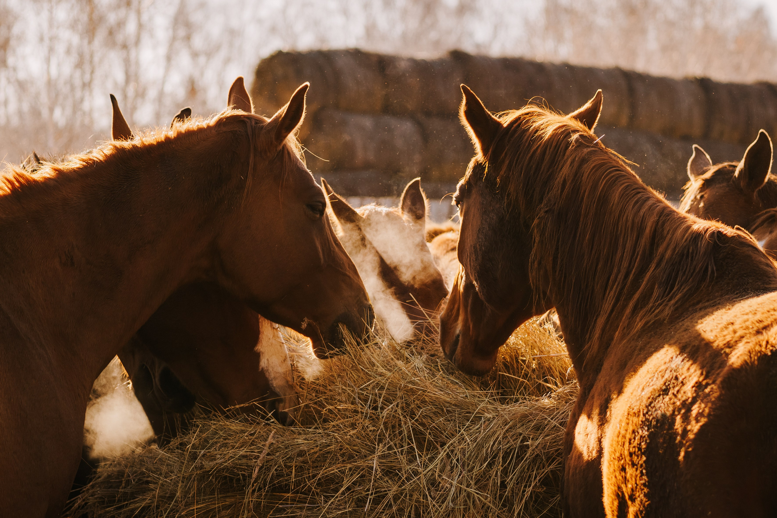 Life with horse. Saamill