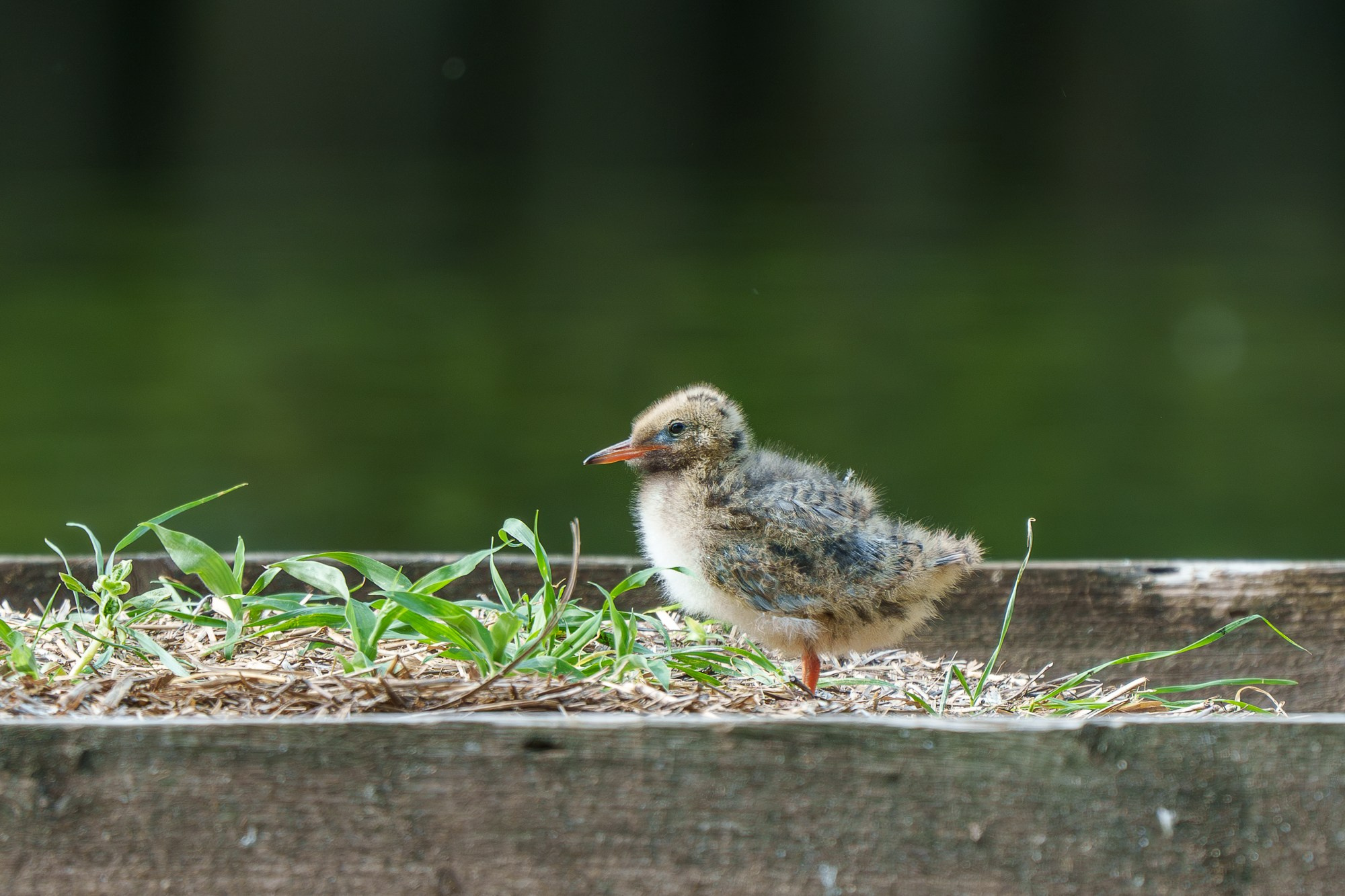 Удивительные мир птиц. Вокруг нас столько прекрасного — присмотритесь!. Ваш личный фотограф Марина Волкова