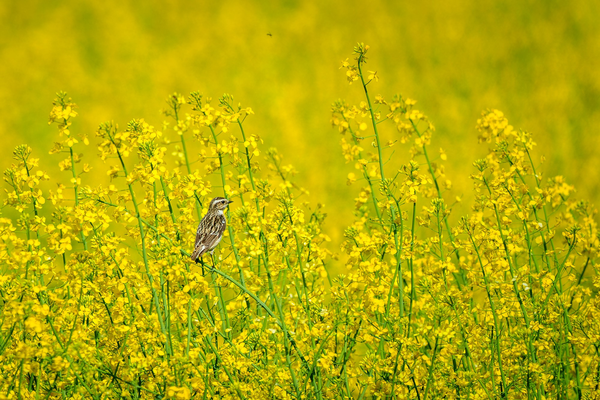 Удивительные мир птиц. Вокруг нас столько прекрасного — присмотритесь!. Ваш личный фотограф Марина Волкова