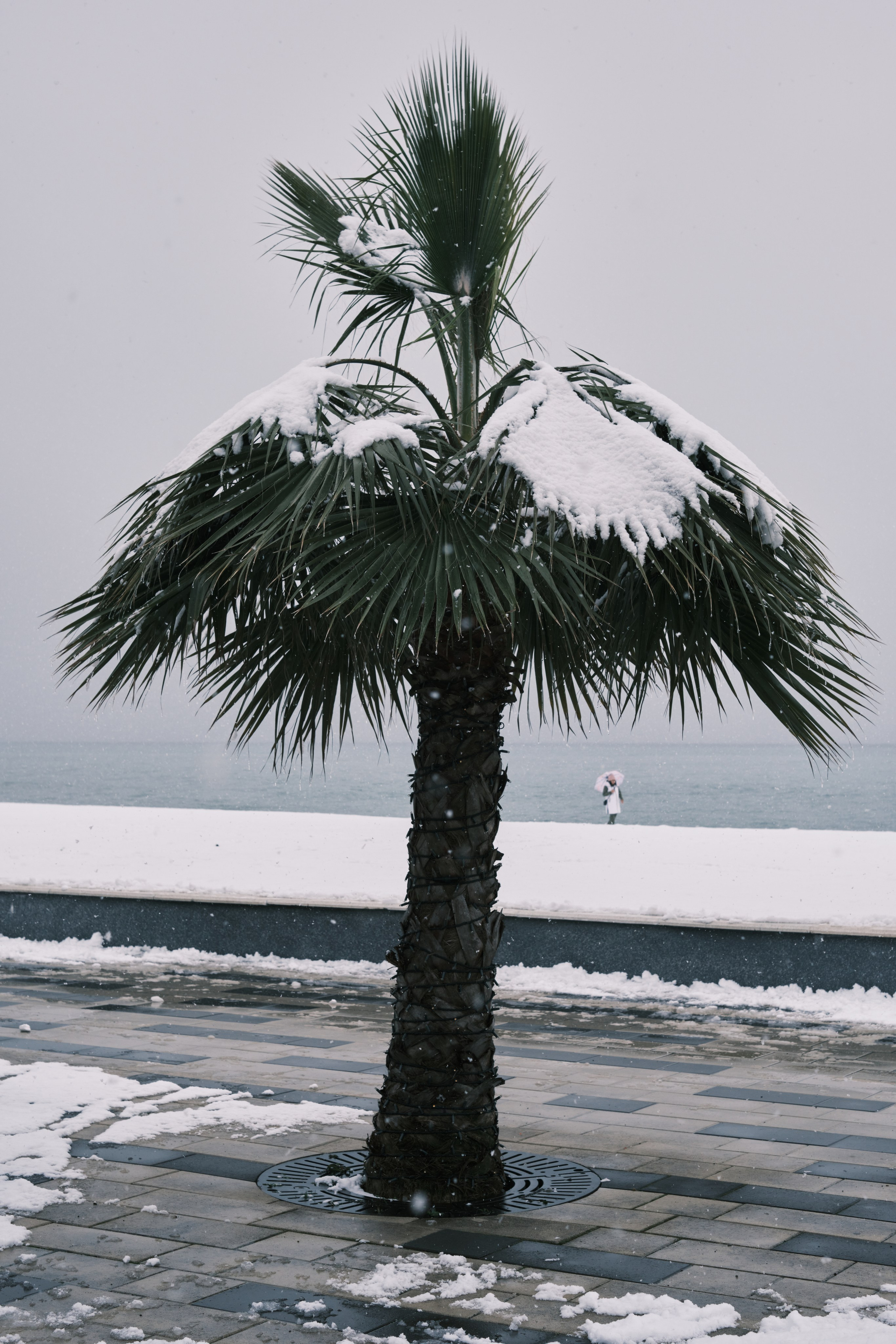 Пальма в снегу на фоне моря