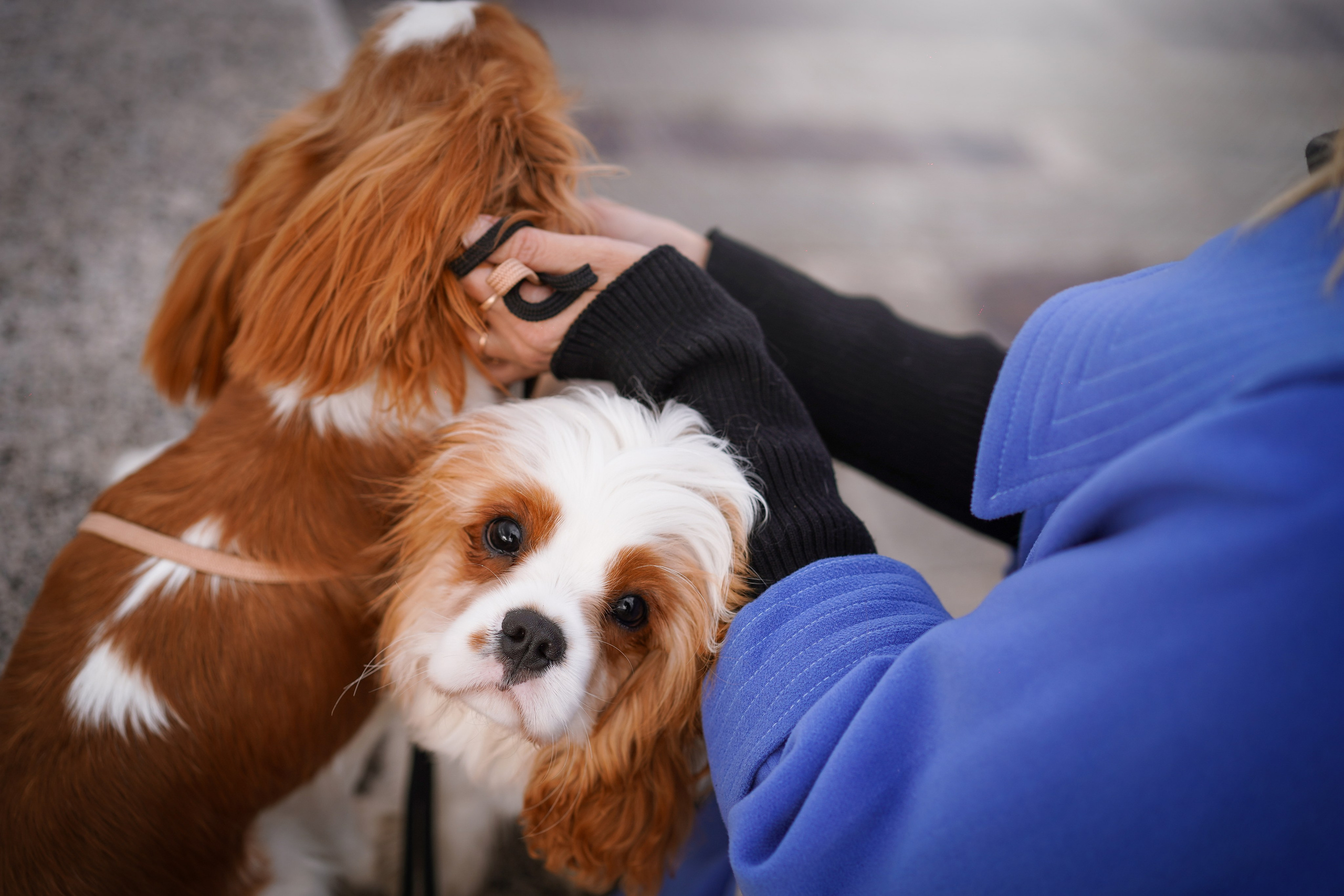 Катя Валера Саша и кавалерчики. Фотограф-анималист в Санкт-Петербурге Яна Мартынова