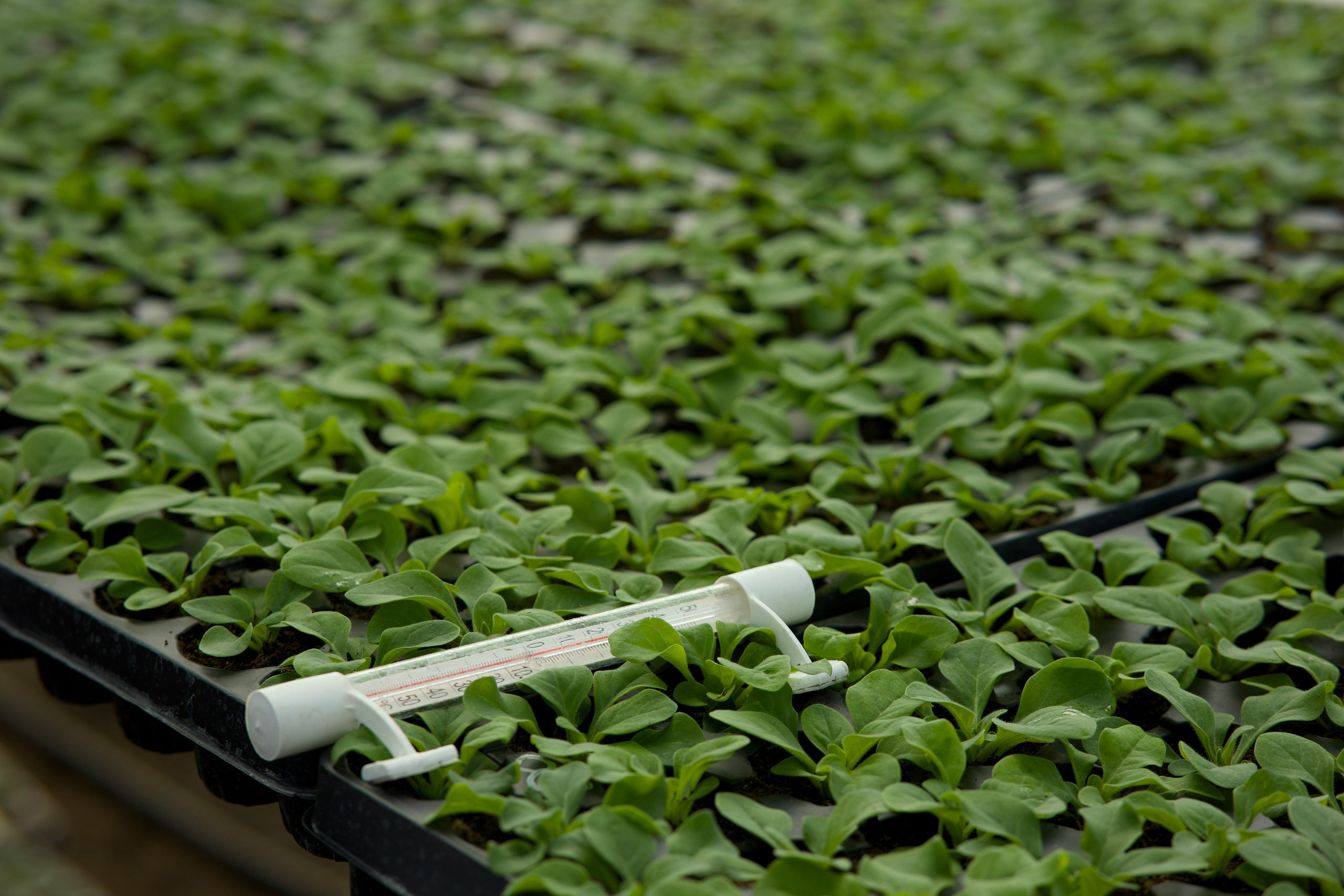 Съёмка для питомника растений «Лаки» под Екатеринбургом. Фотограф в Екатеринбурге: венчания, крещения, репортаж. Видео и трансляции. Официальный фотограф Екатеринбургской епархии