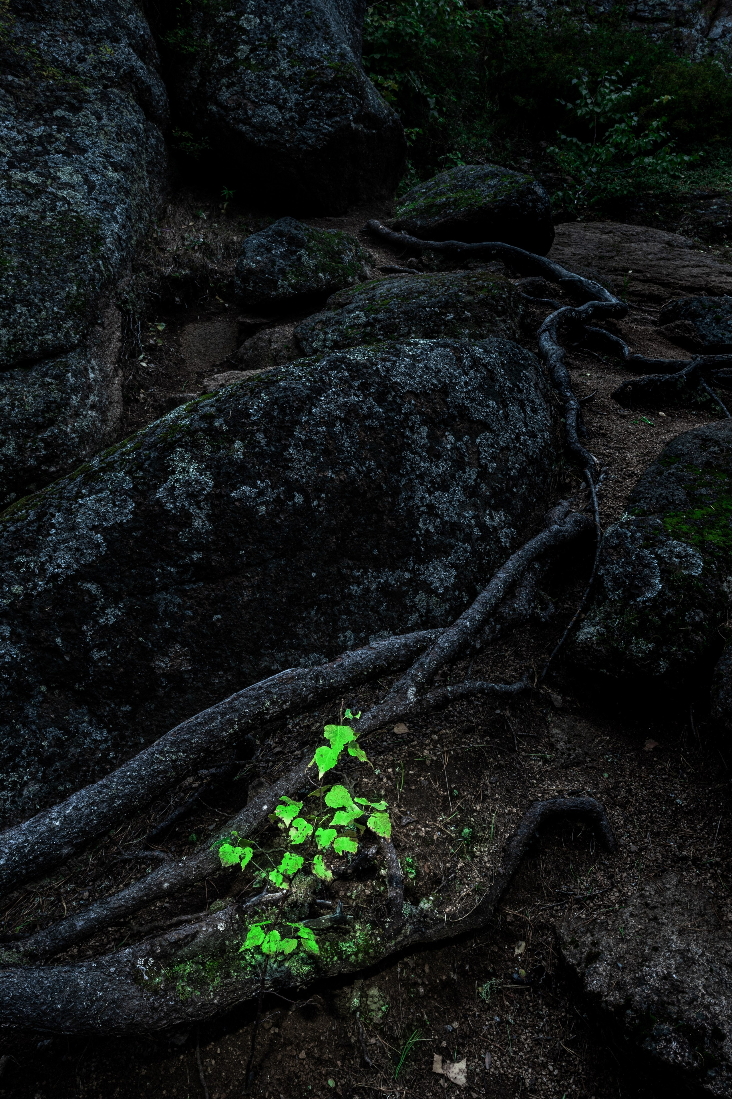 Серия «Нарисованные „Столбы“». Фотограф в Москве Татьяна Макотра